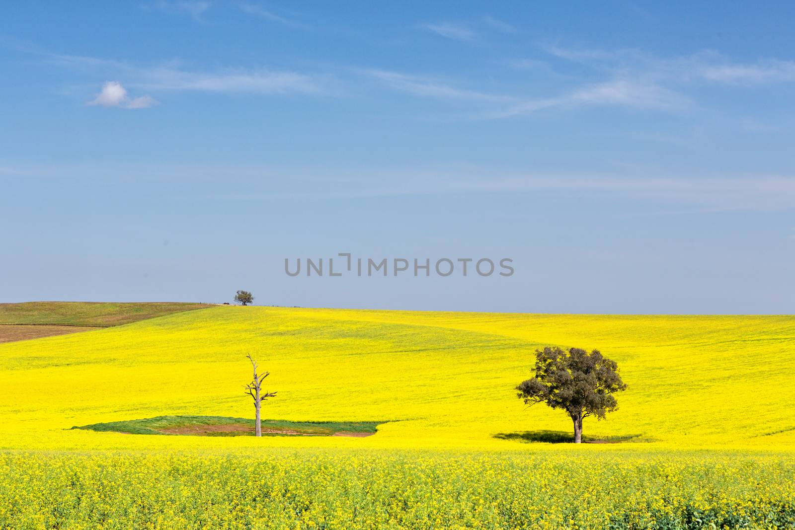 Beautiful undulating canola fields in the spring sunshine by lovleah