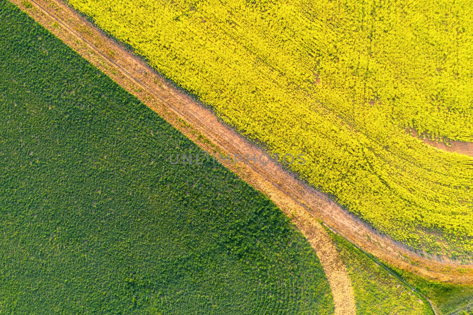 Fields of green and gold background abstract by lovleah