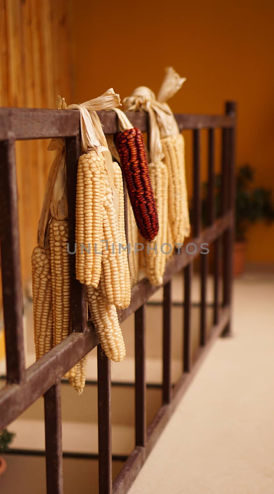 Ripe dried corn cobs hanging on the old wooden balcony - agriculture concept