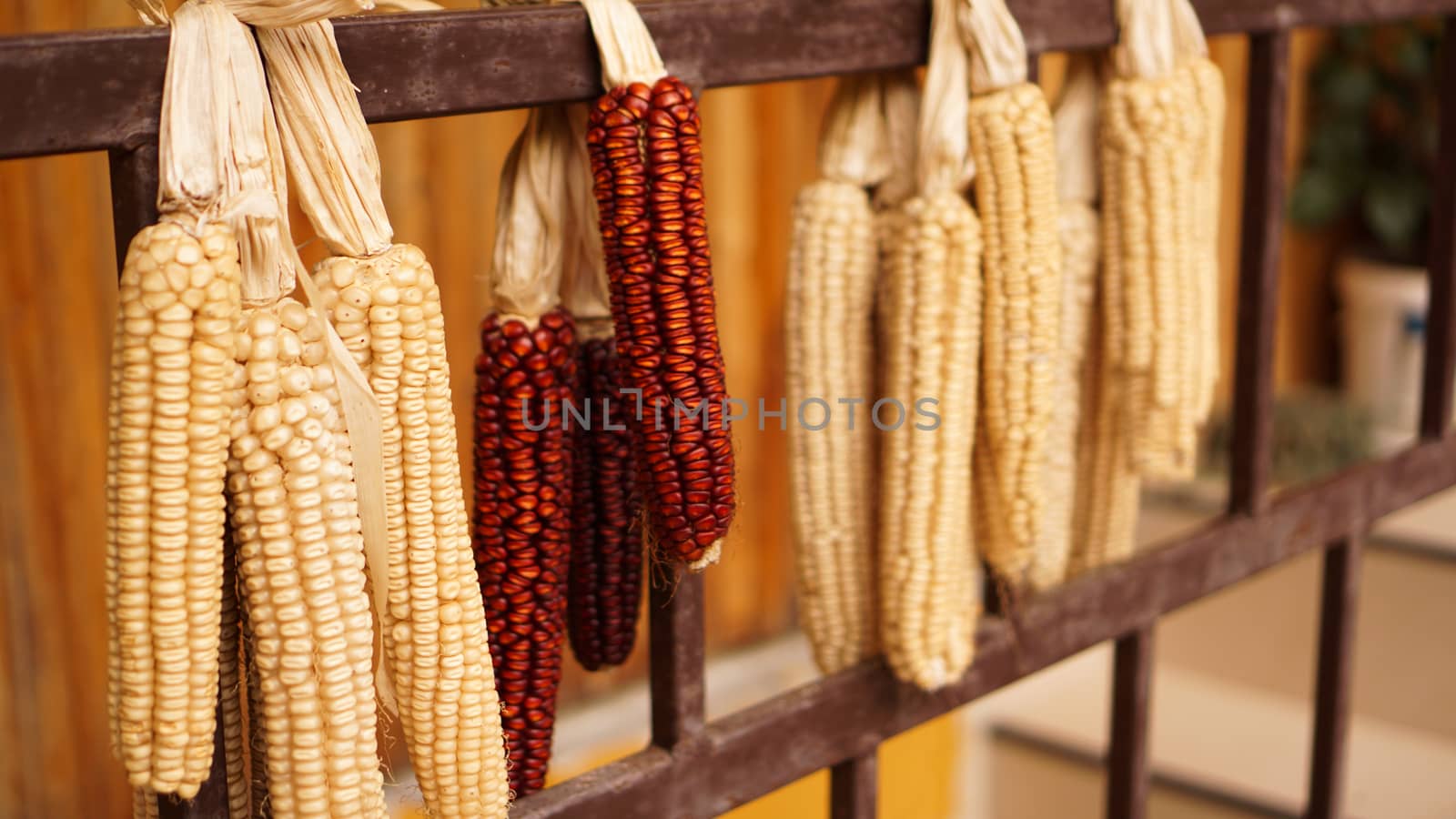 Ripe dried corn cobs hanging on the old wooden wagon by natali_brill