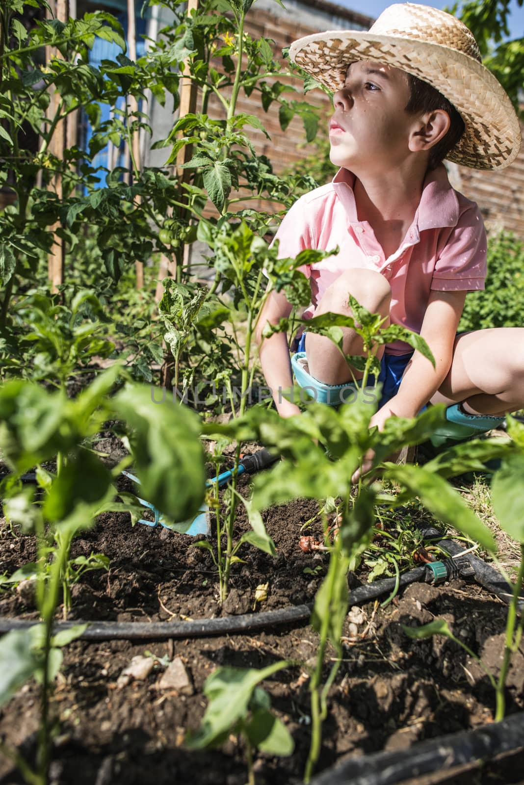 Child planting plans in a garden by deyan_georgiev