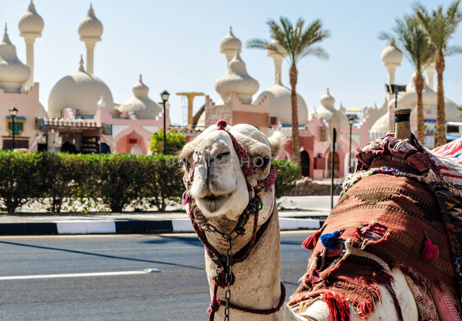 A riding camel in a bright blanket on the sunny street of Sharm El Sheikh