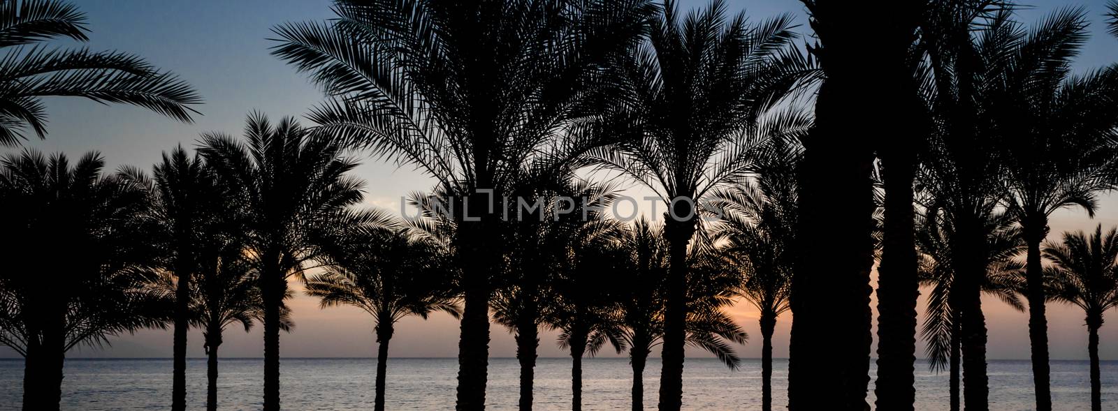 sunset landscape on the background silhouette of palm trees and the sea with the sky and clouds in Egypt