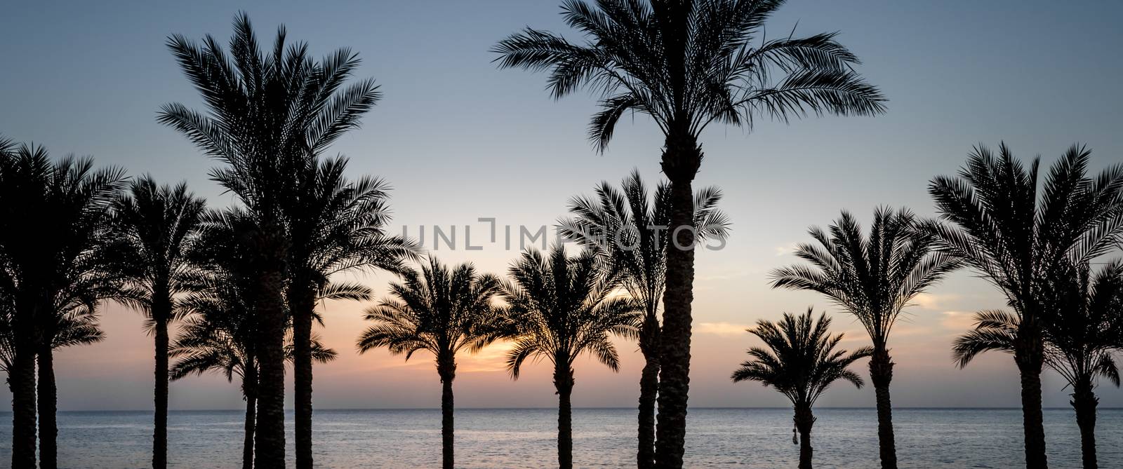 sunset landscape on the background silhouette of palm trees and the sea with the sky and clouds in Egypt