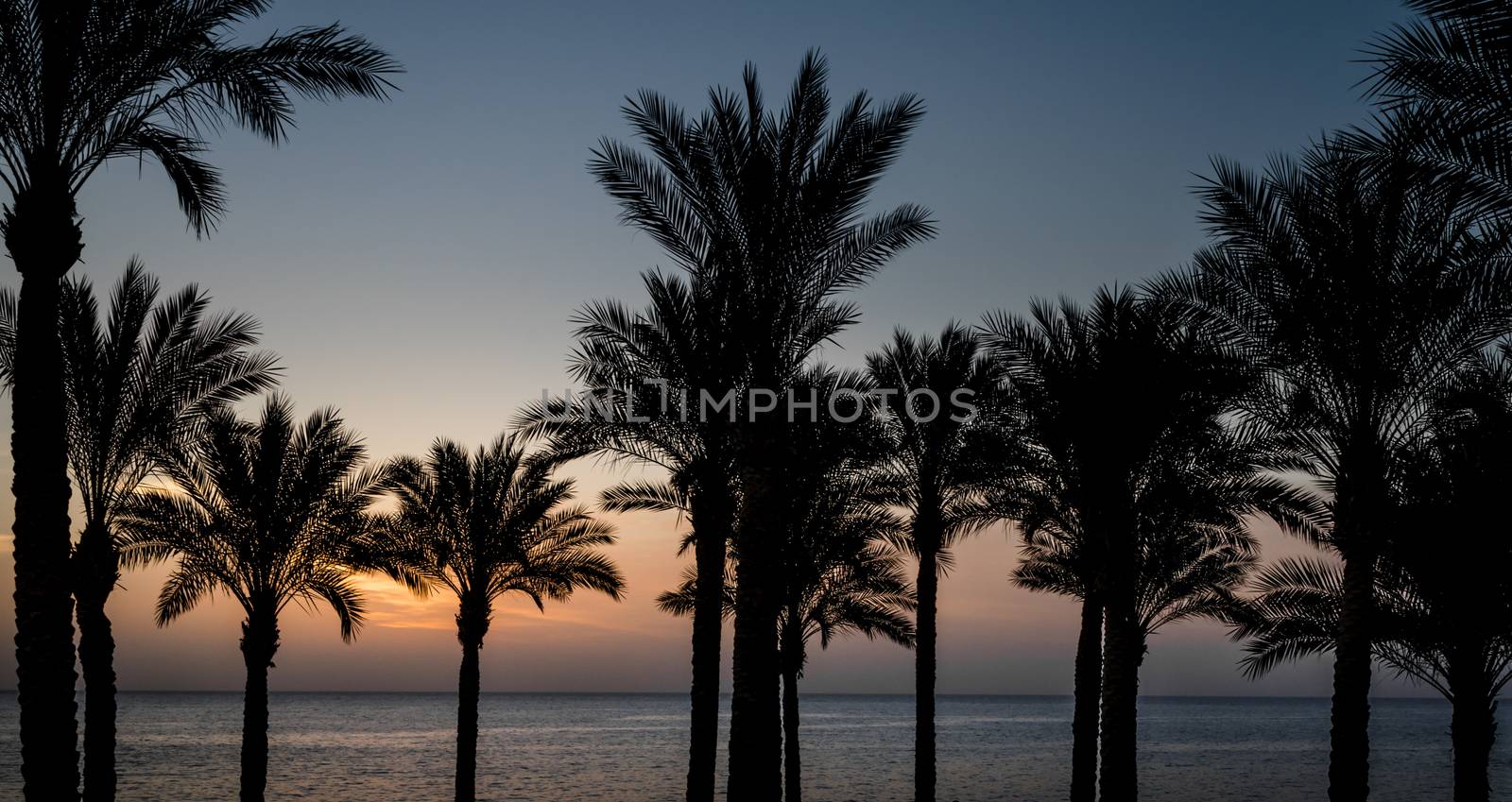 sunset landscape on the background silhouette of palm trees and the sea with the sky and clouds in Egypt