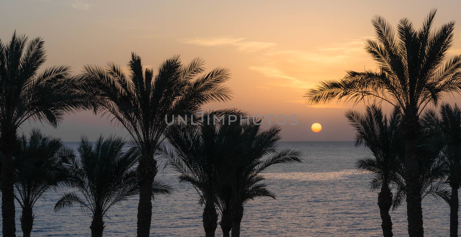 sunset landscape on the background silhouette of palm trees and the sea with the sky and clouds in Egypt