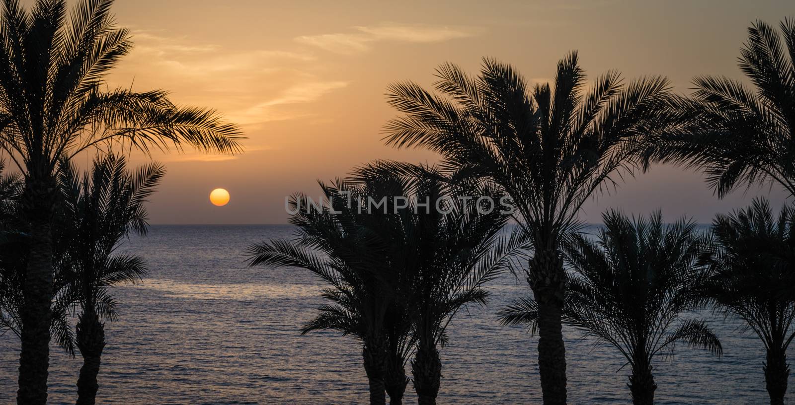 evening landscape sunset sun over the sea among the palm trees in Egypt