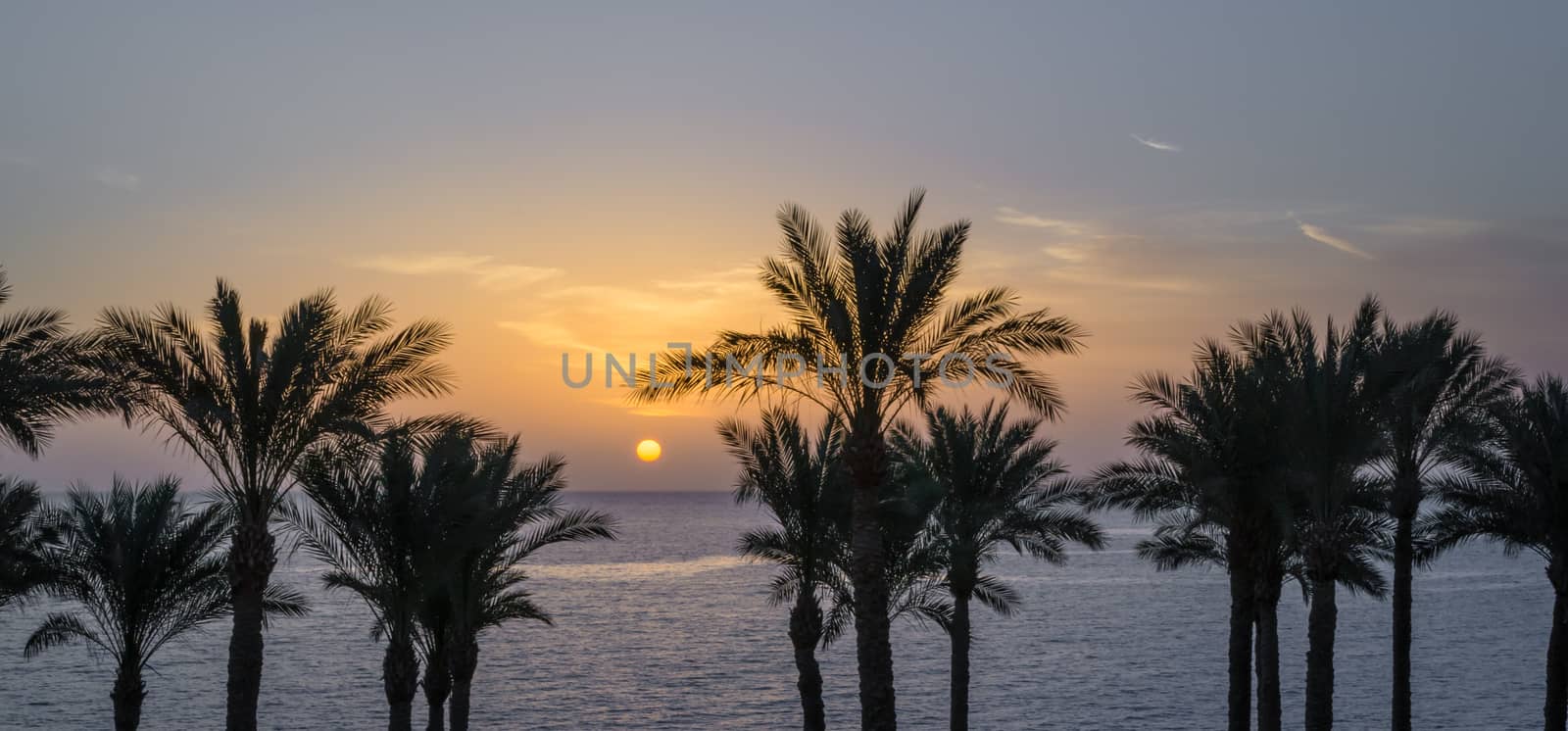silhouette of palm trees against the dawn sky and blue sea
