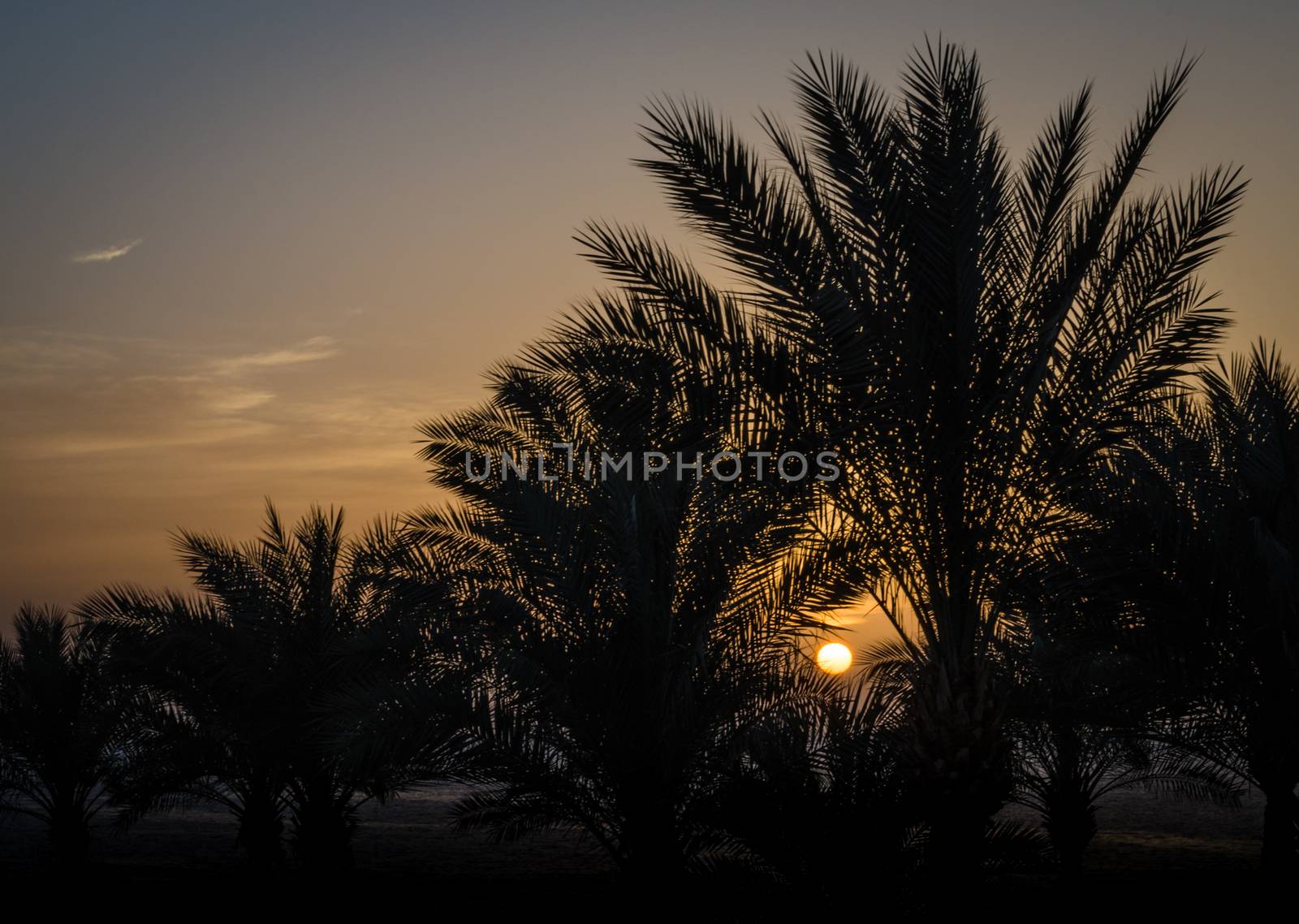evening landscape sunset sun over the sea among palm trees in Egypt