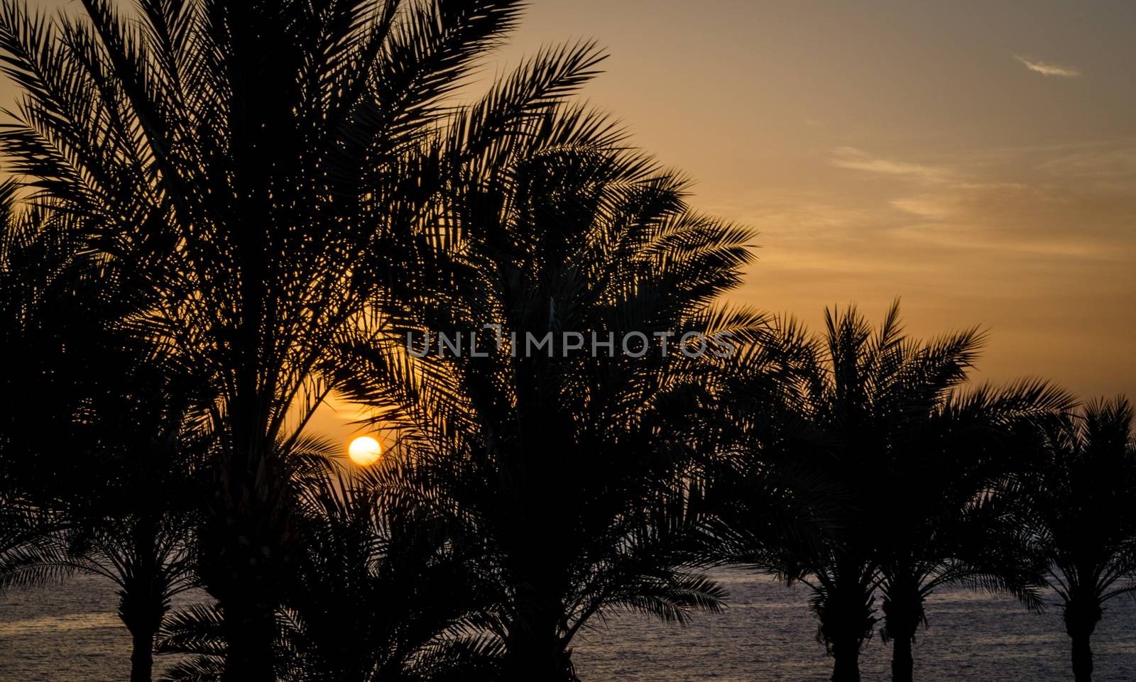 evening landscape sunset sun over the sea among palm trees in Egypt