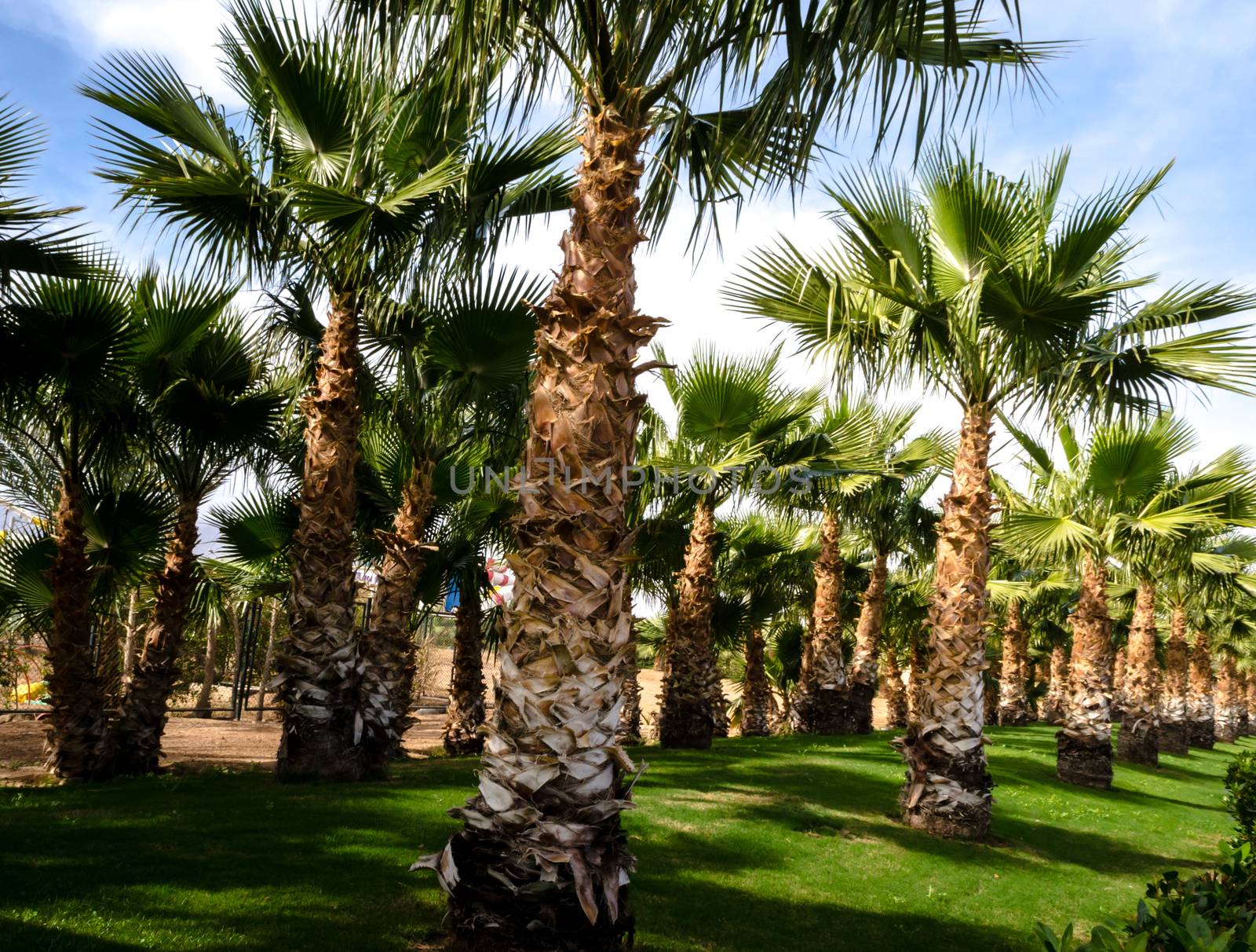 palm alley and green trimmed lawn Egypt Sharm El Sheikh South Sinai on a clear day against the blue sky