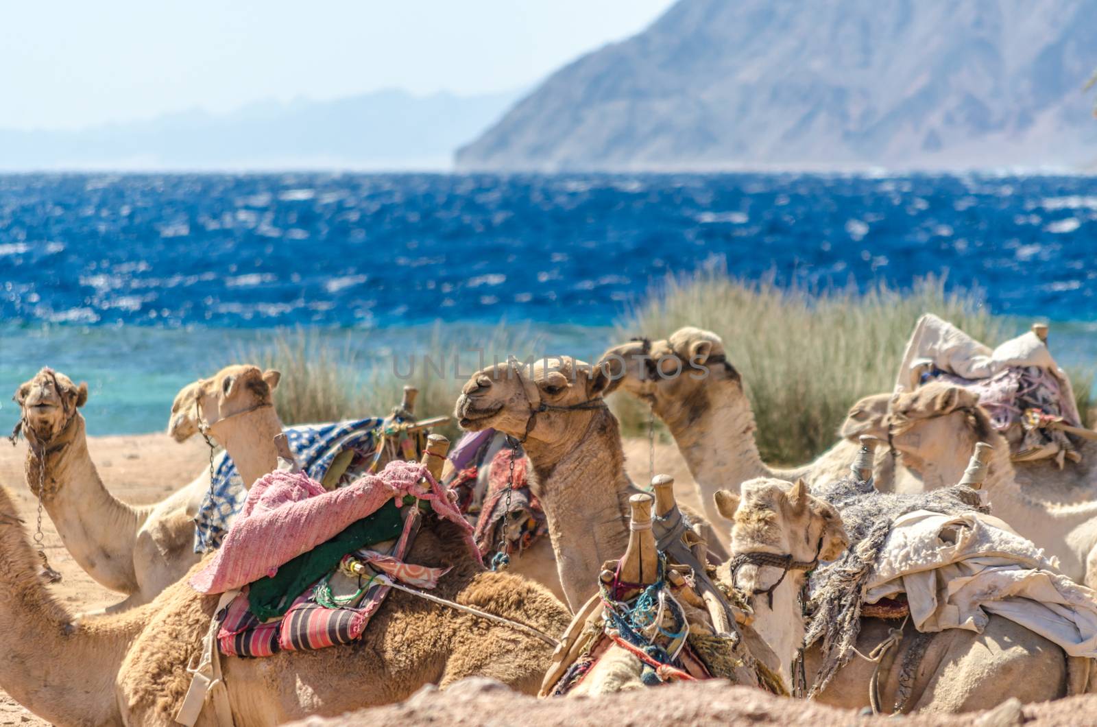 caravan lying camels in Egypt Dahab South Sinai
