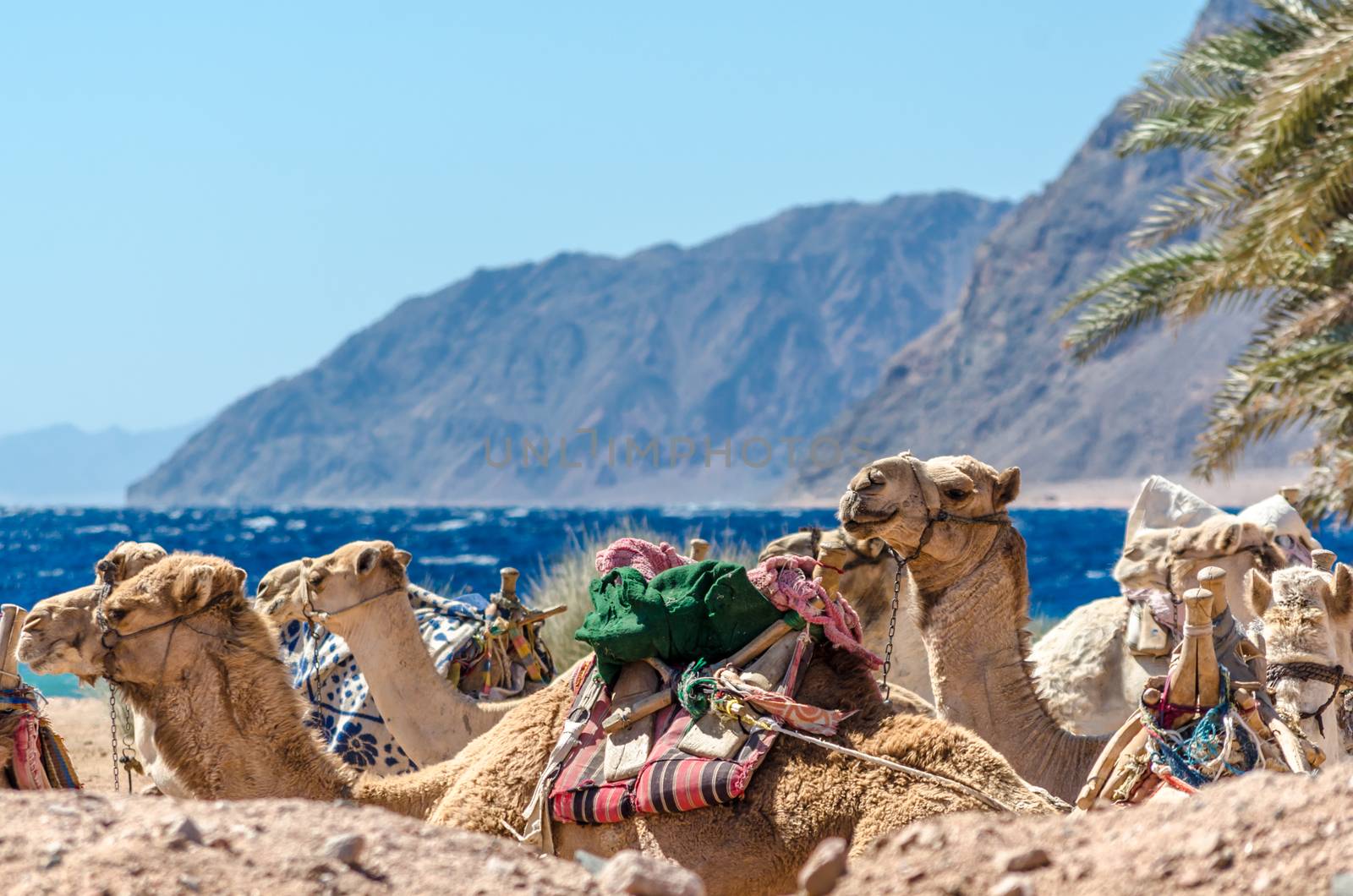 seascape with a caravan lying camels in Egypt Dahab South Sinai
