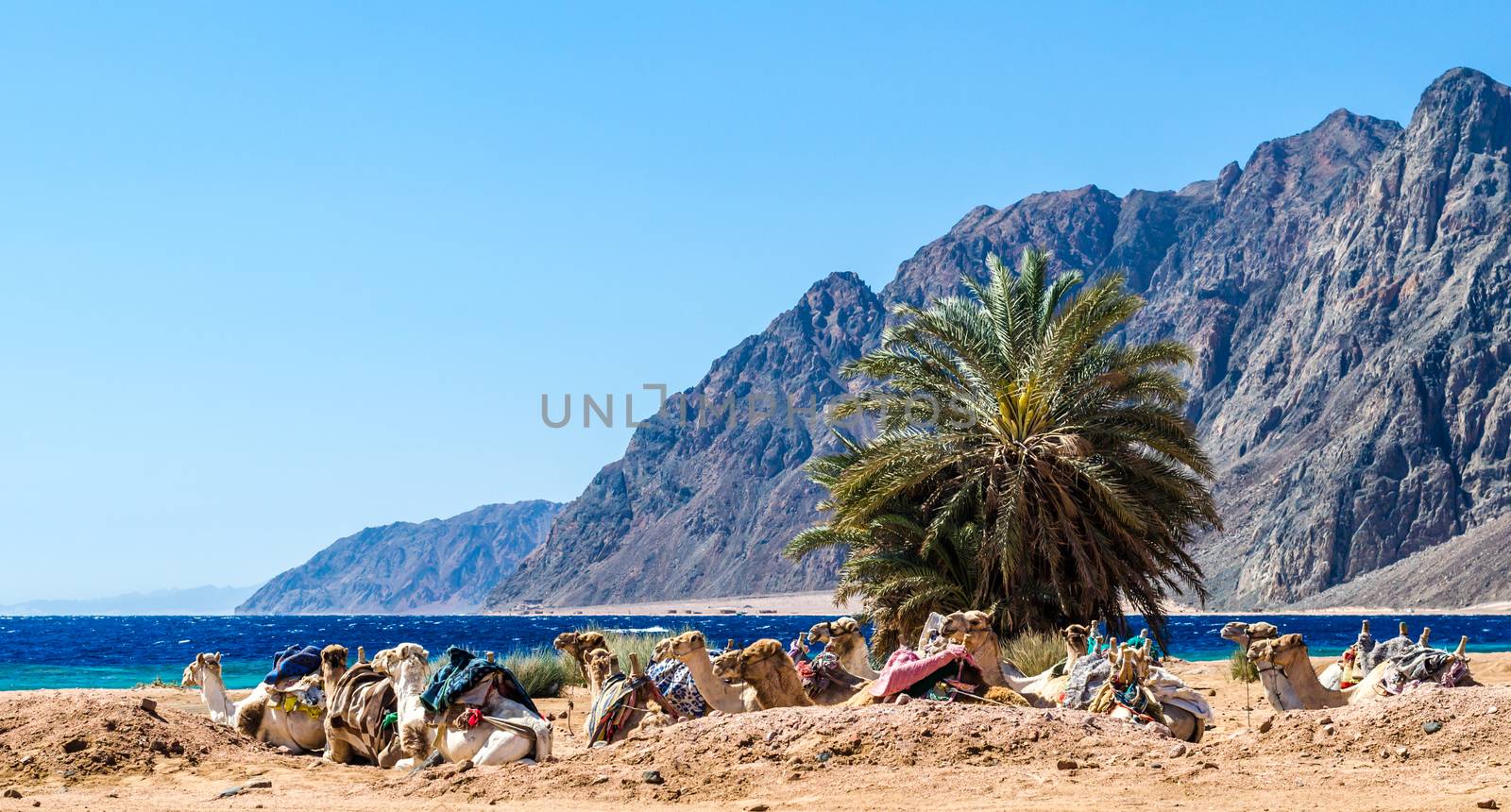 seascape with a caravan lying camels in Egypt Dahab South Sinai