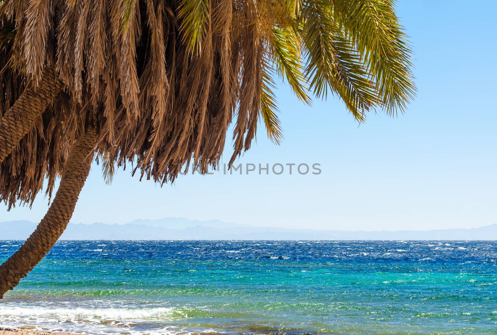 palm trees on the Red Sea on the background of mountains