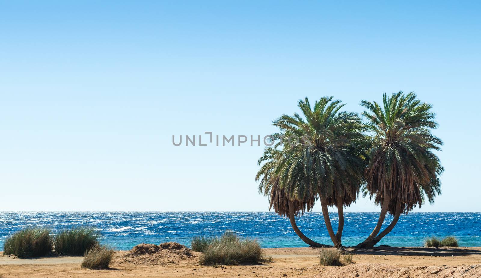 palm trees on the Red Sea in Egypt