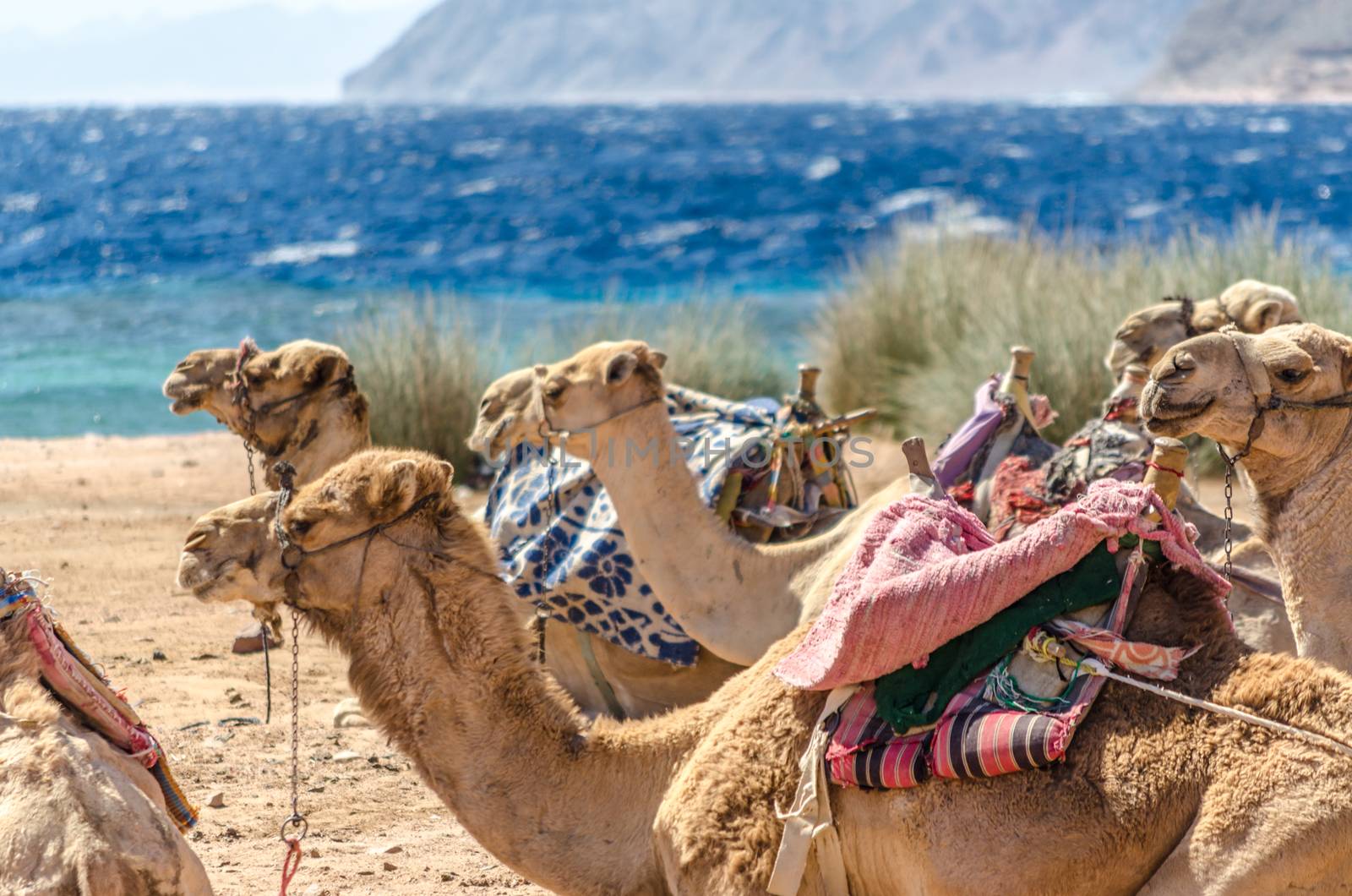 caravan lying camels in Egypt Dahab South Sinai