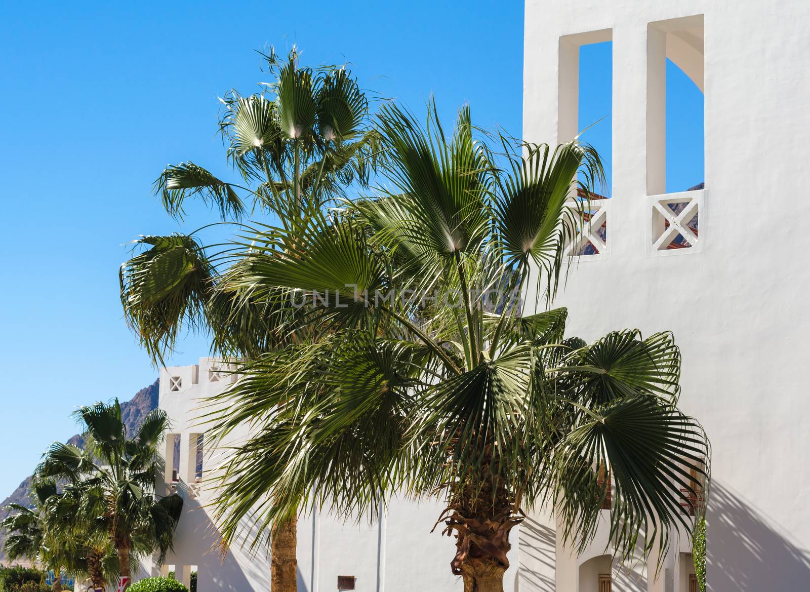 green branches of palm trees against the white wall of a house in Egypt