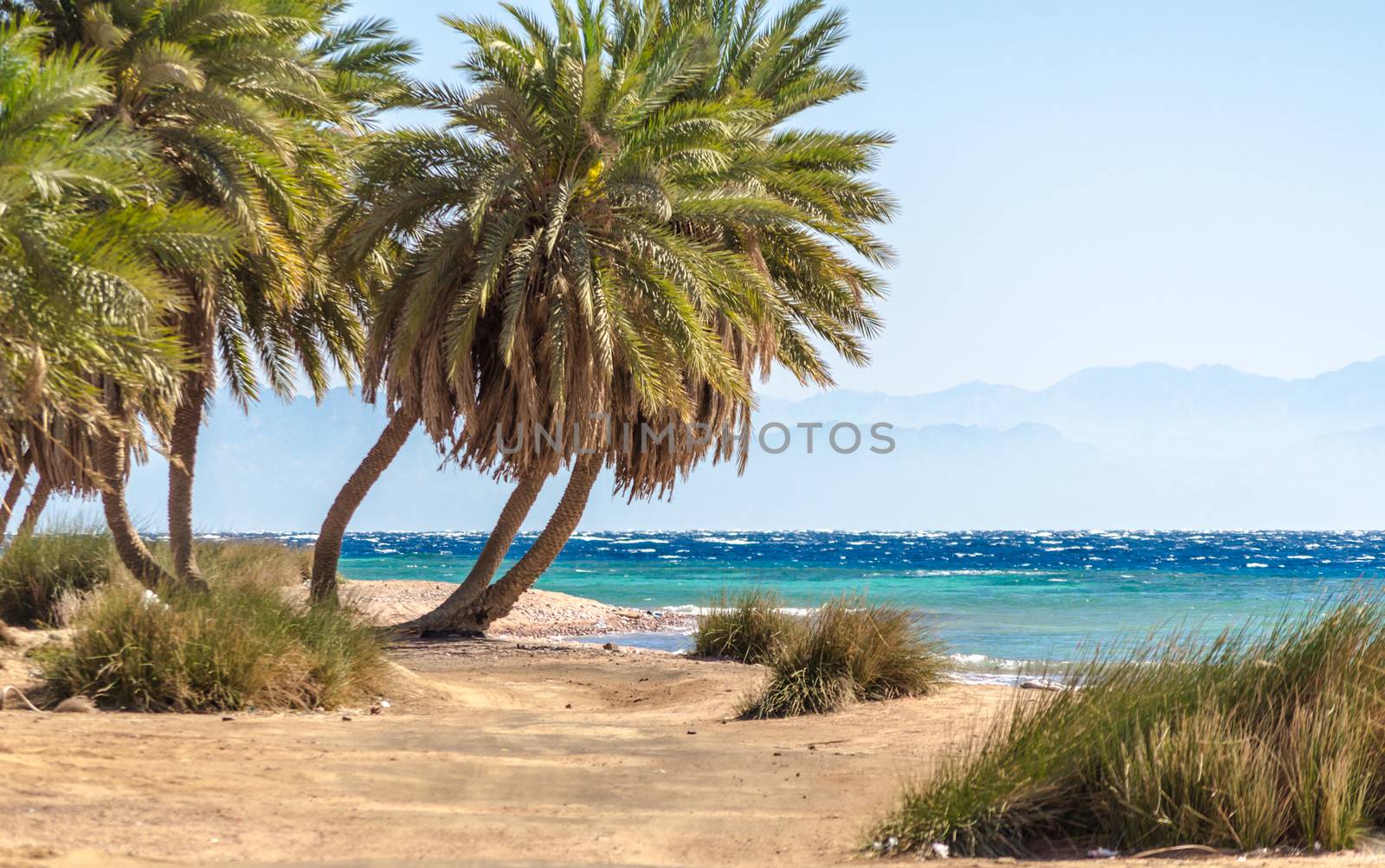 palm trees on the Red Sea on the background of mountains