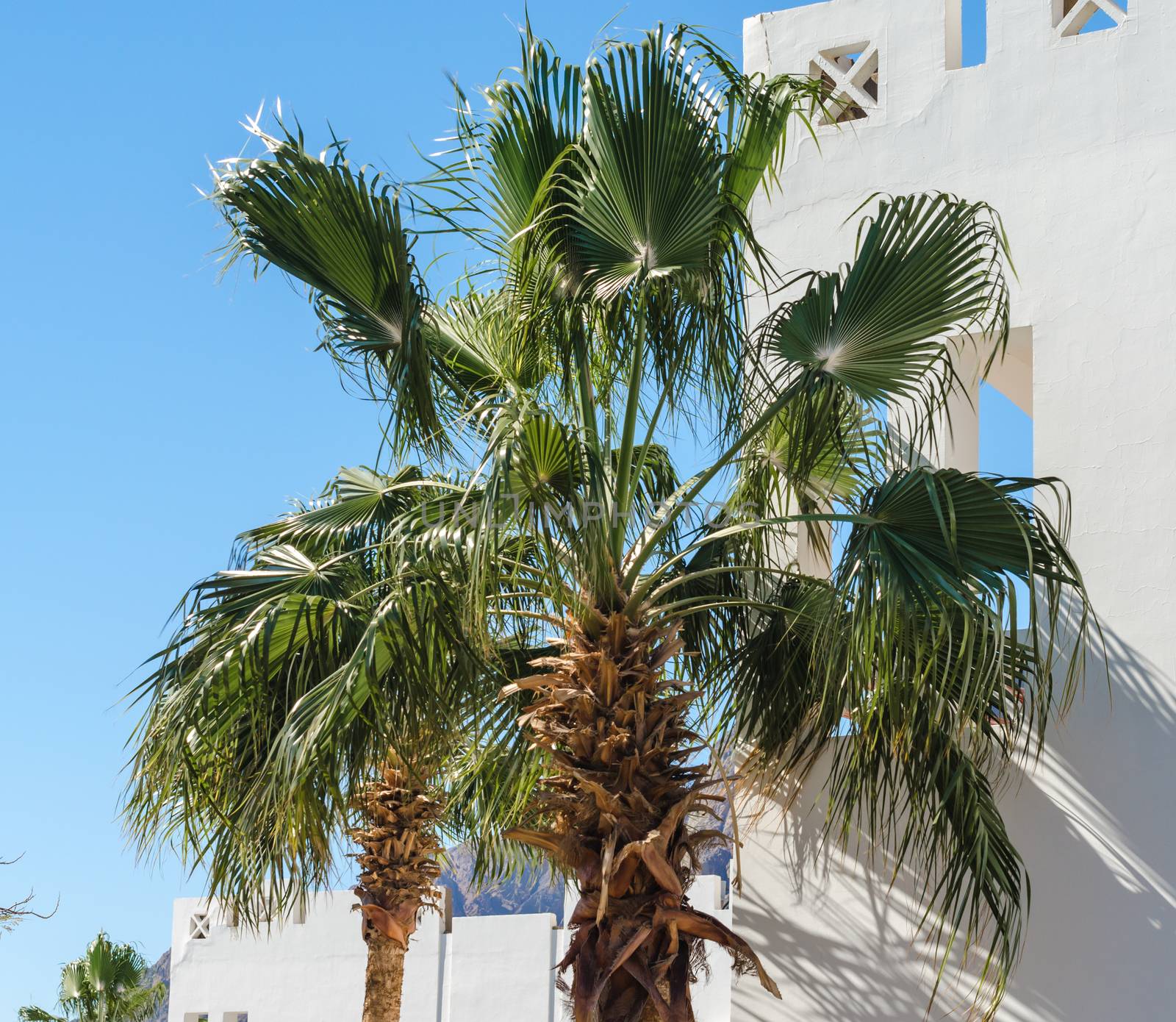 green branches of palm trees against the white wall of a house in Egypt