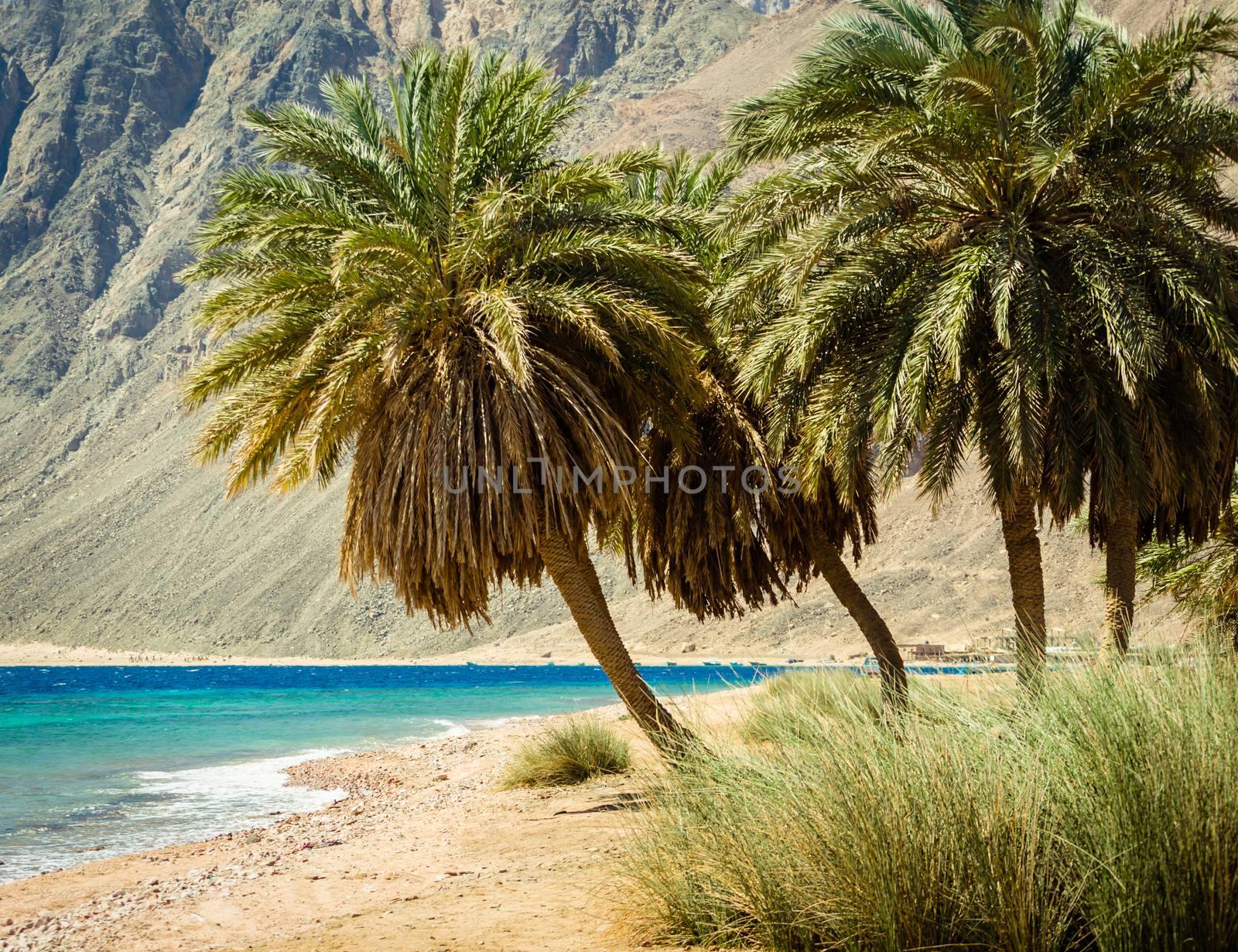 green palm trees on the shores of the Red Sea against the backdrop of high rocky cliffs in Egypt
