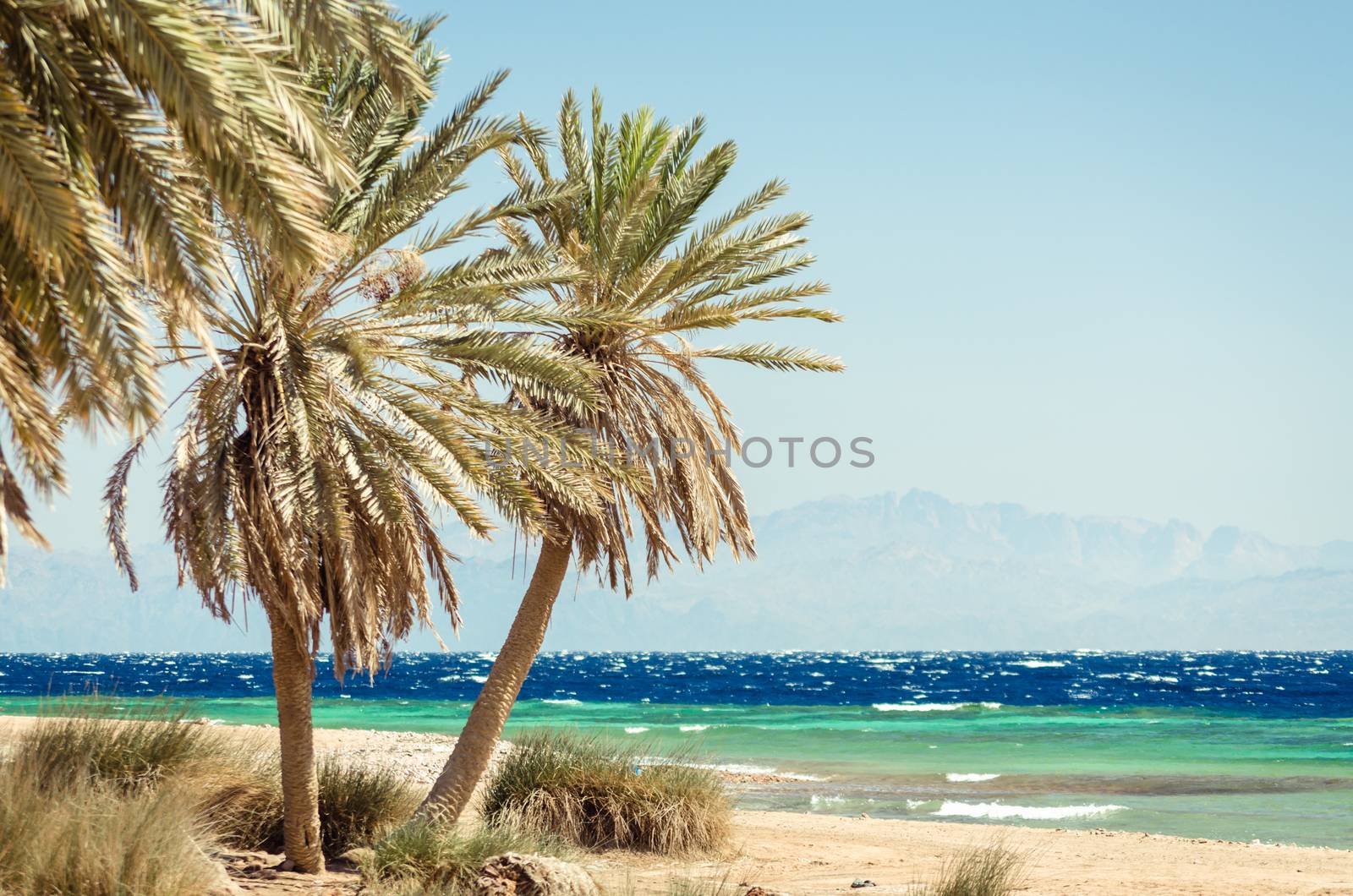 green palm trees on the Red Sea on the background of high rocky cliffs in Egypt