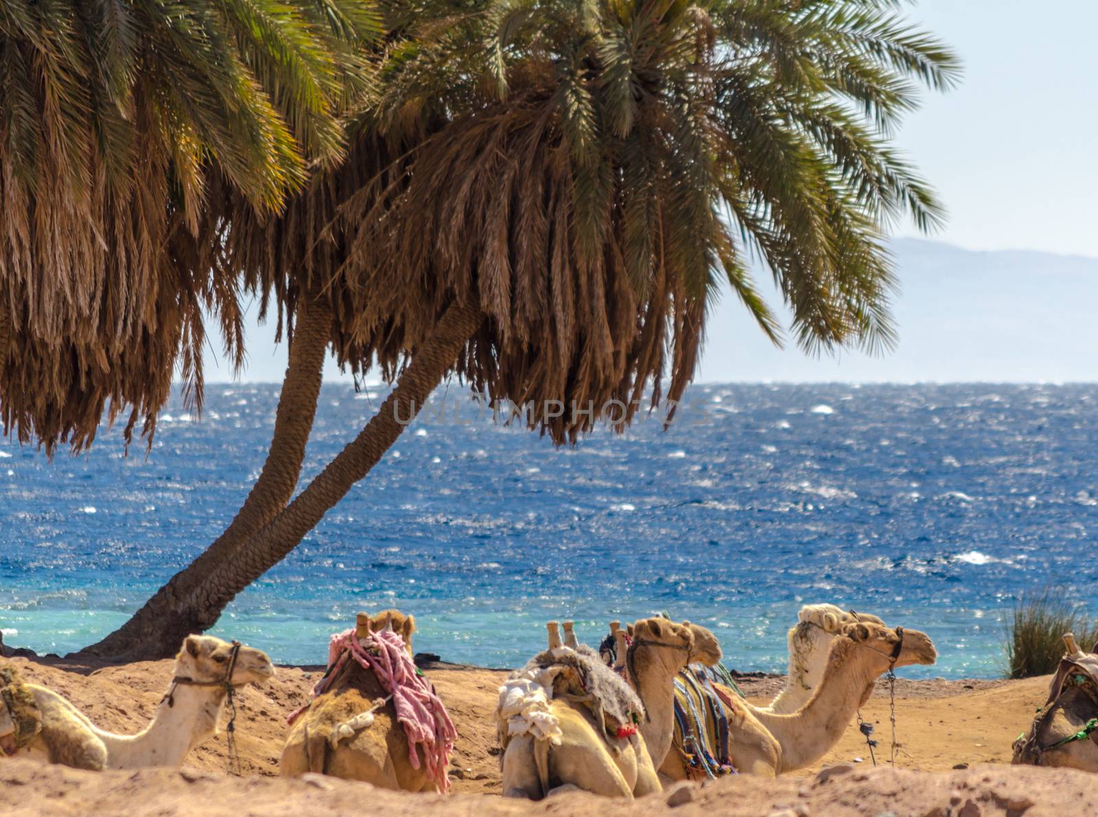 seascape with a caravan lying camels in Egypt Dahab South Sinai