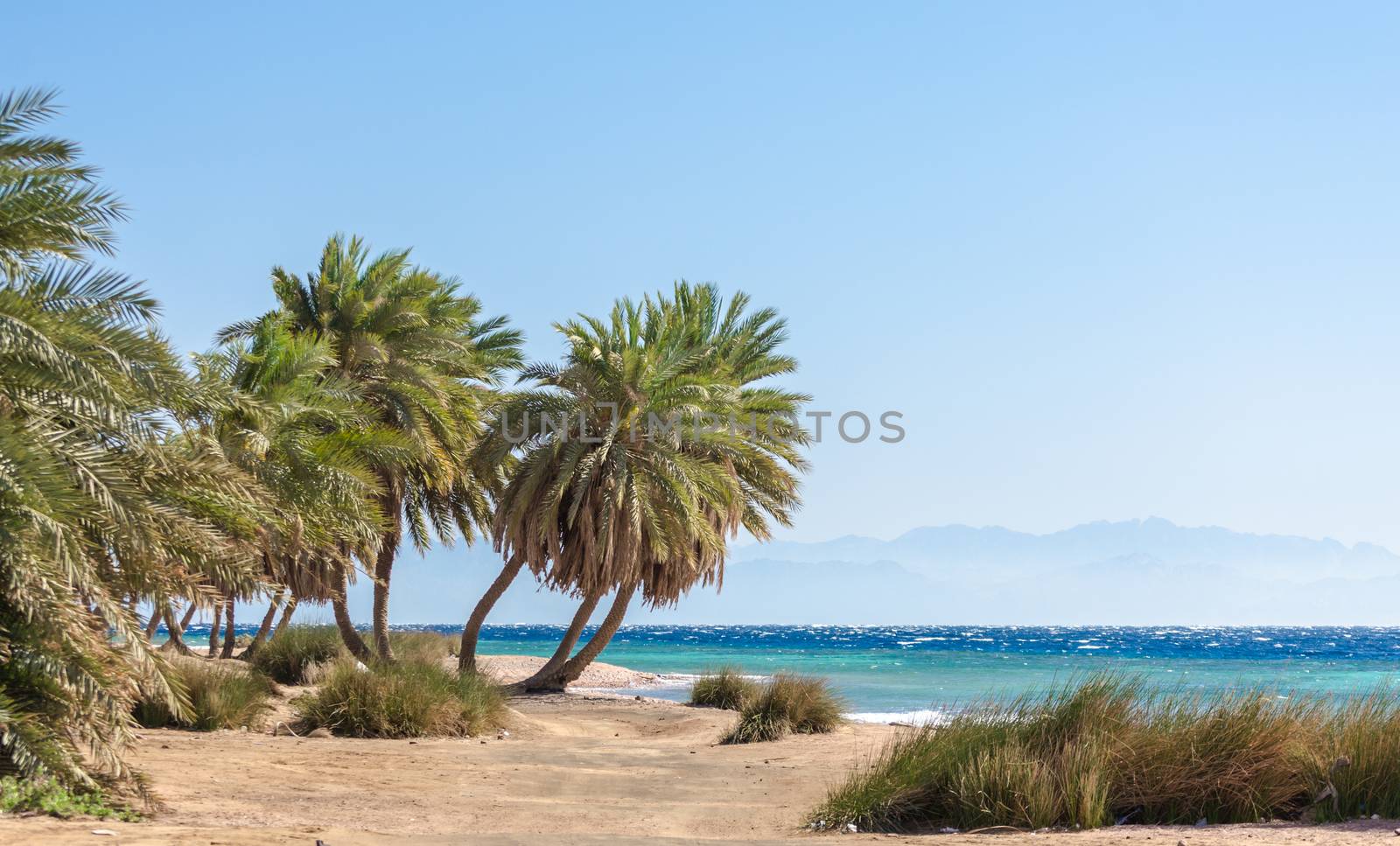 palm trees on the Red Sea on the background of mountains