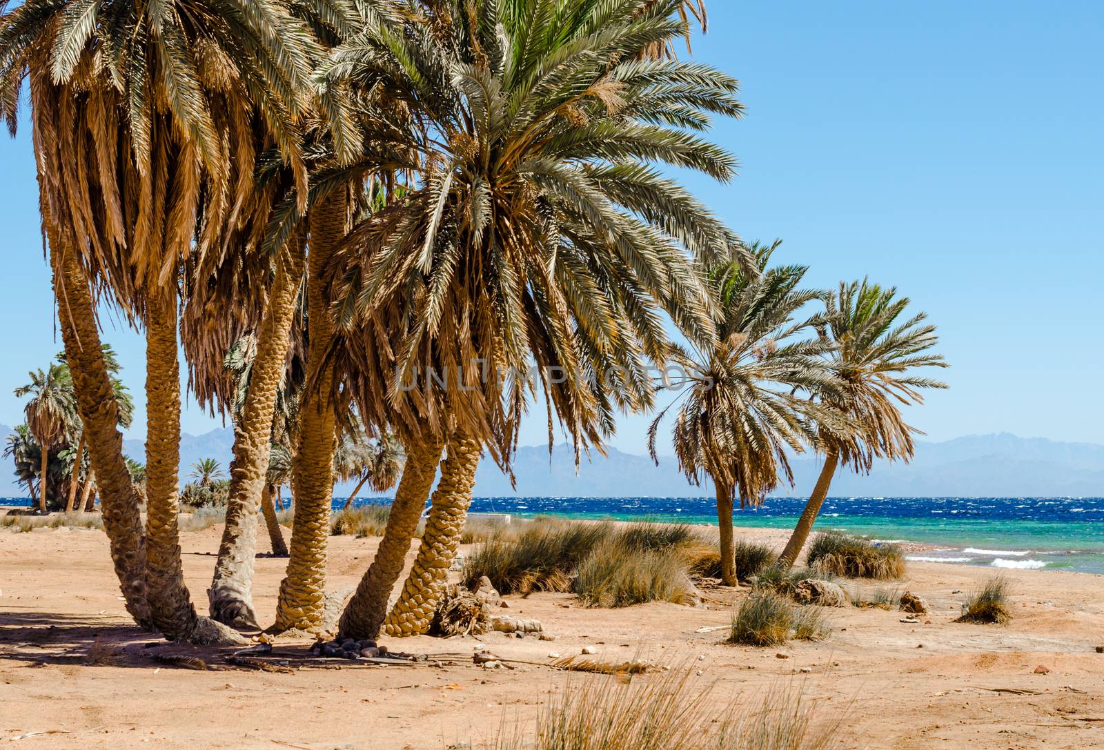 palm trees on the Red Sea in Egypt Dahab