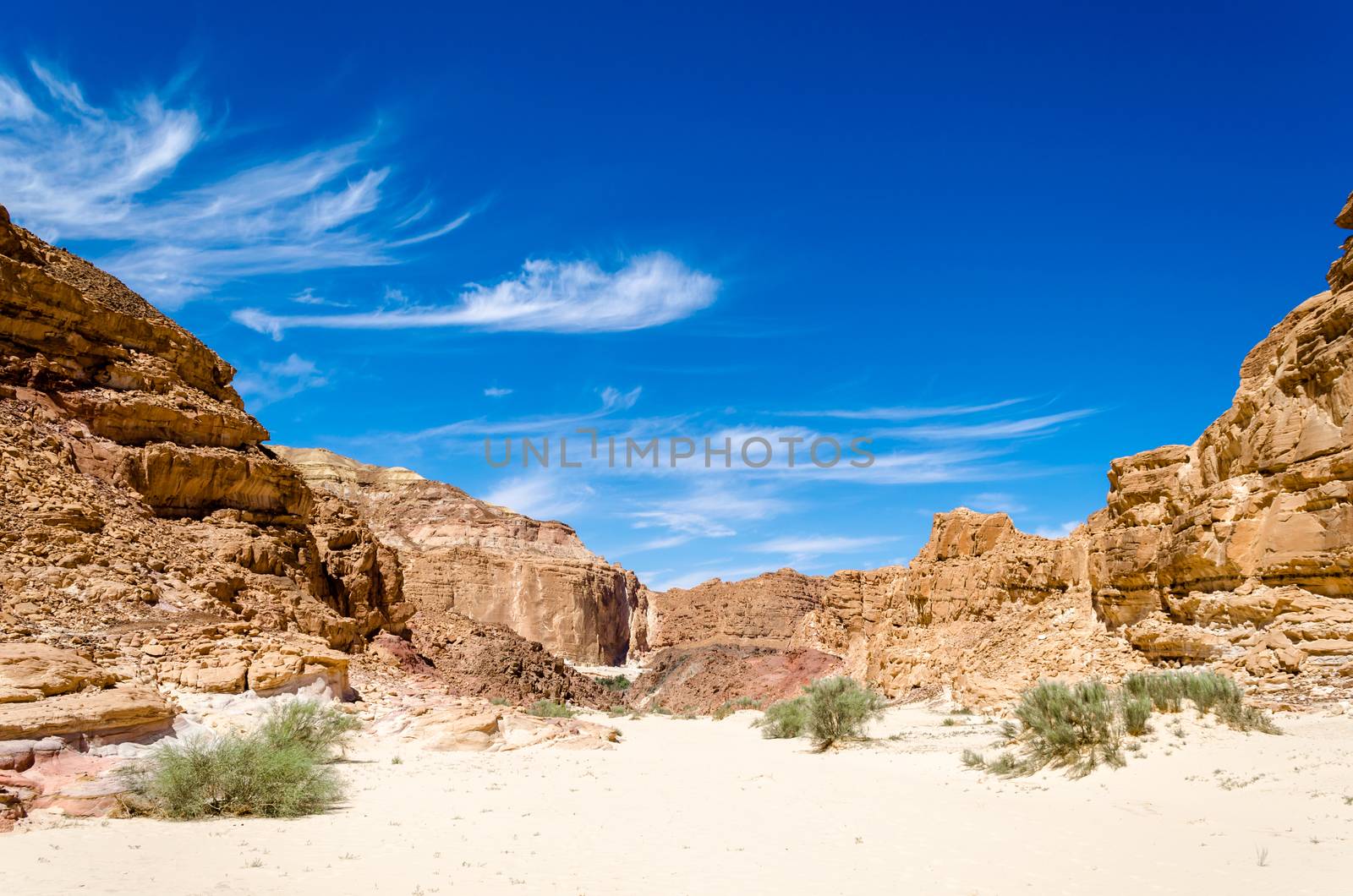 green bushes on the sand in a canyon in the desert against the backdrop of mountains and a blue sky with clouds
