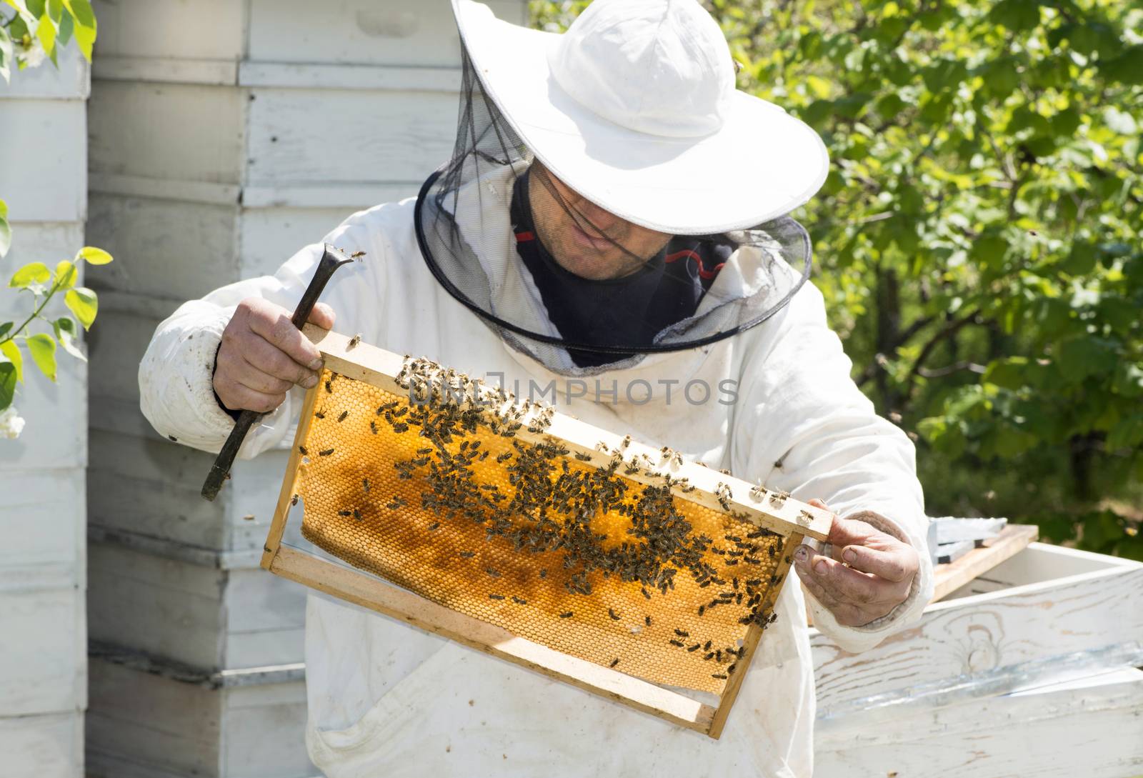 Beekeeper with honeycombs by deyan_georgiev