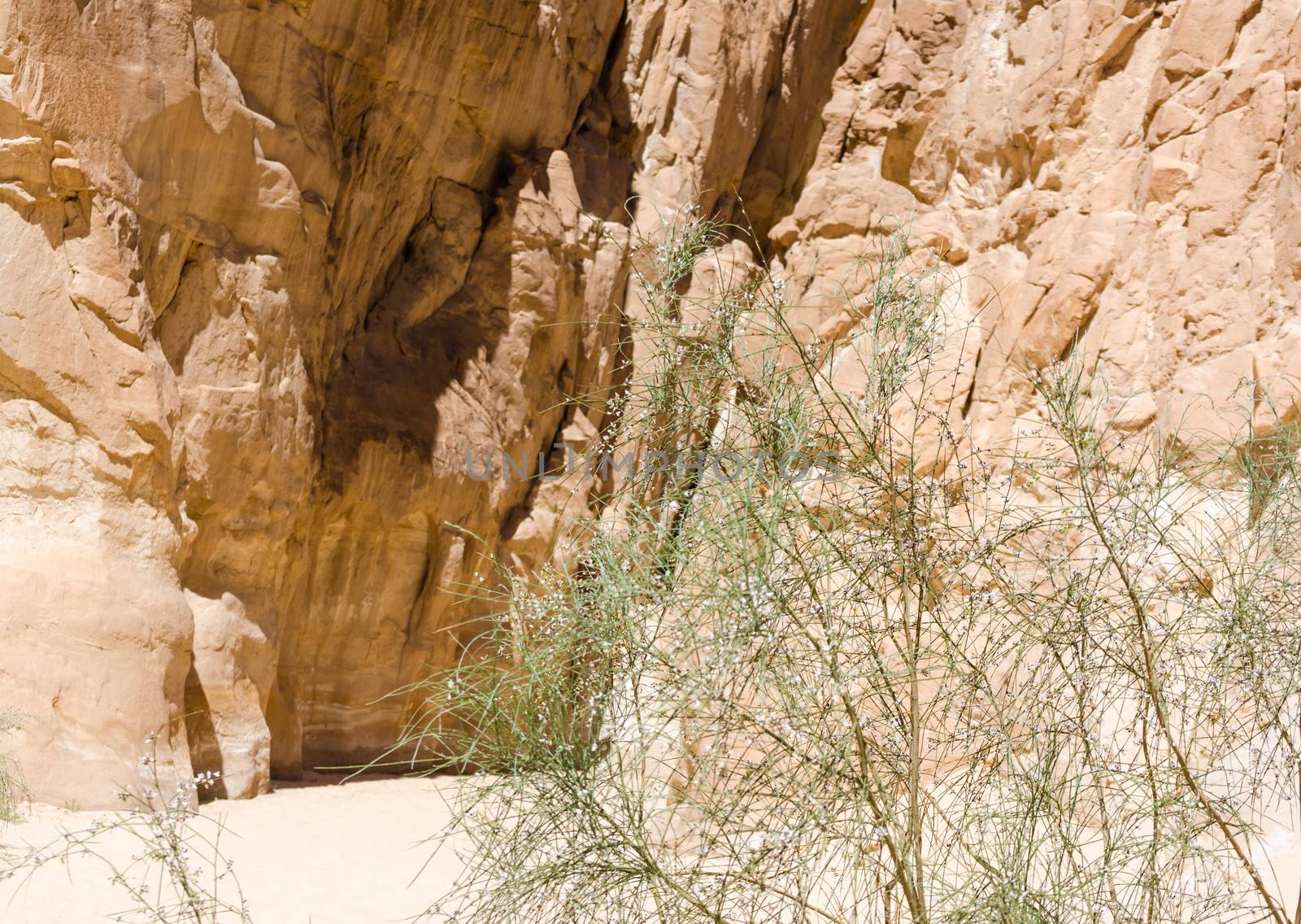 high rocky mountains and green bush in the canyon in Egypt Dahab