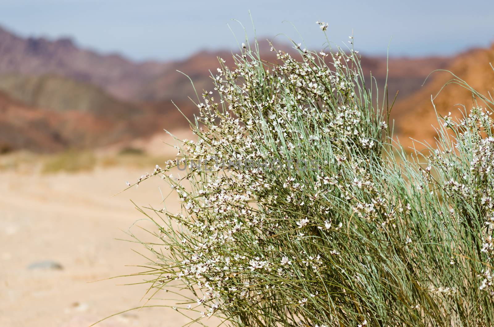 green plant with white flowers in the desert