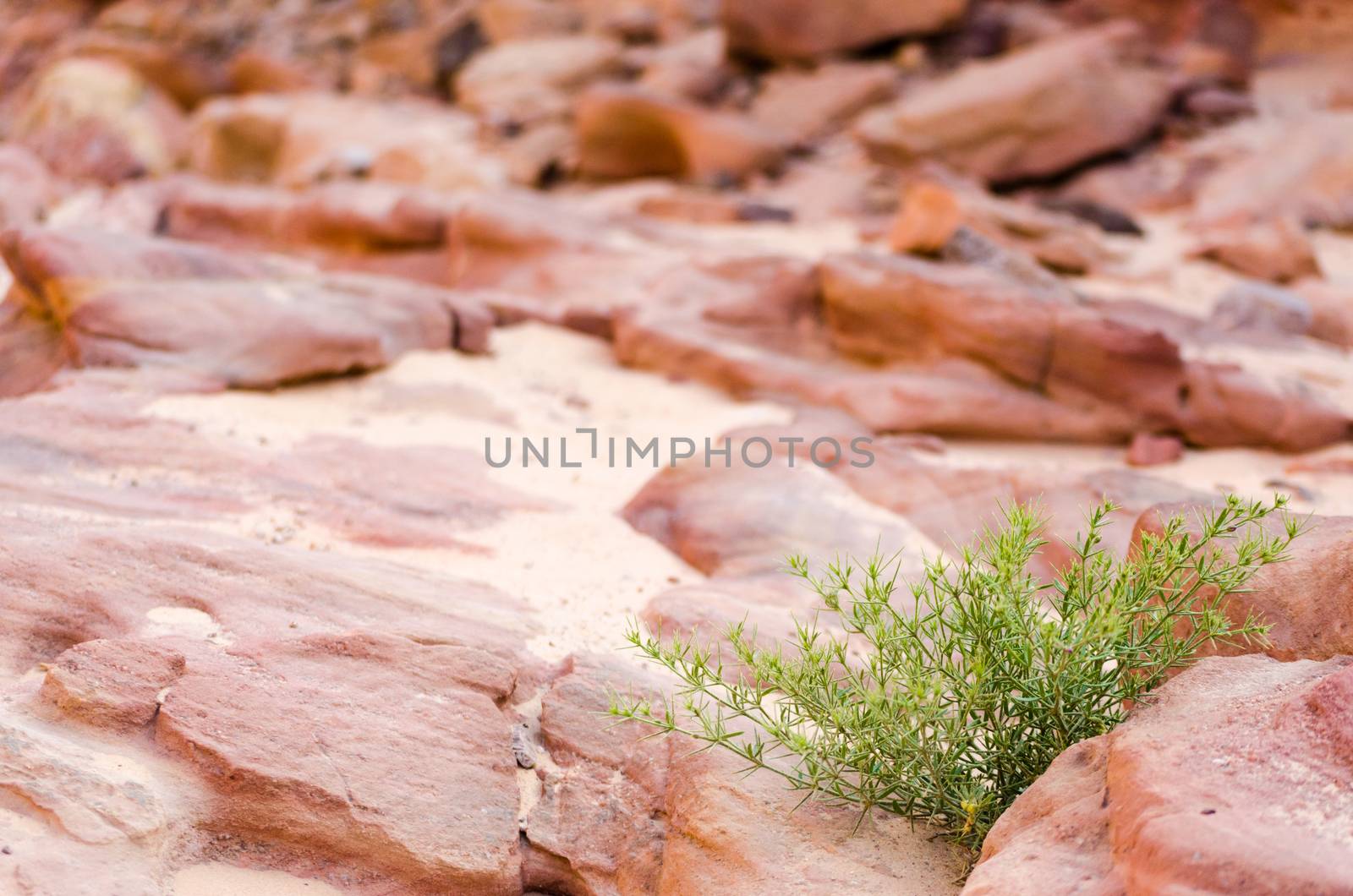 plant with green leaves on a background of rocks of a colored canyon