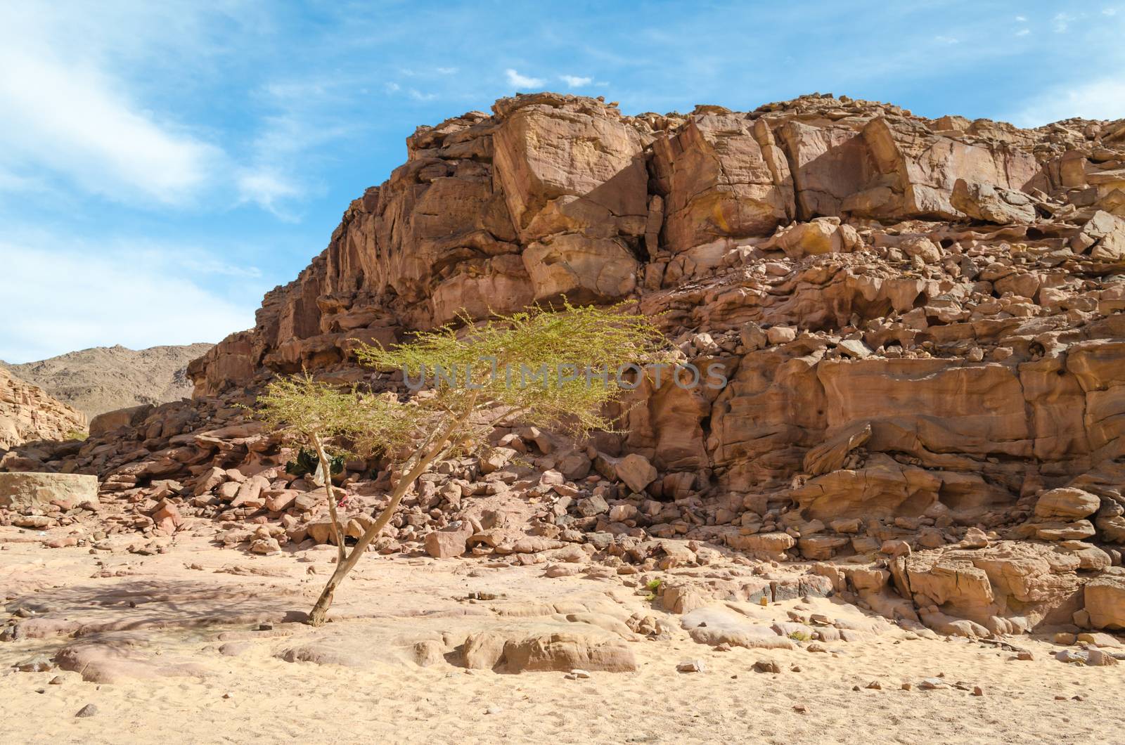 tree with green leaves against a cliff