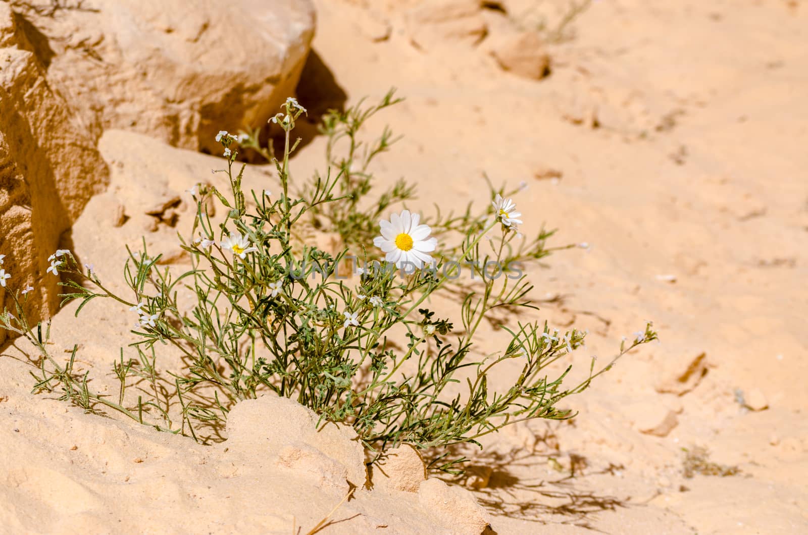 white daisies on the sand in the desert close up