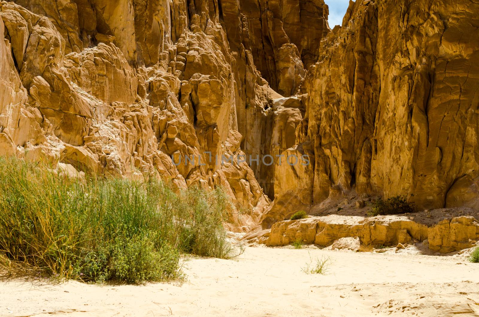 desert canyon with high stone cliffs and green plants in Egypt Dahab