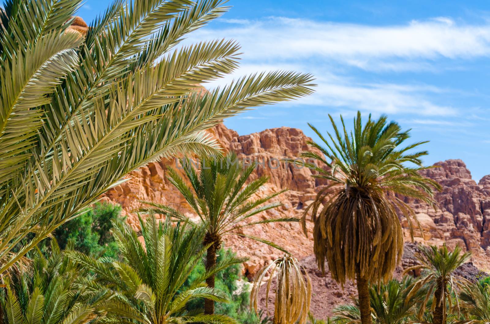 green palm trees on the background of mountains and blue sky with white clouds