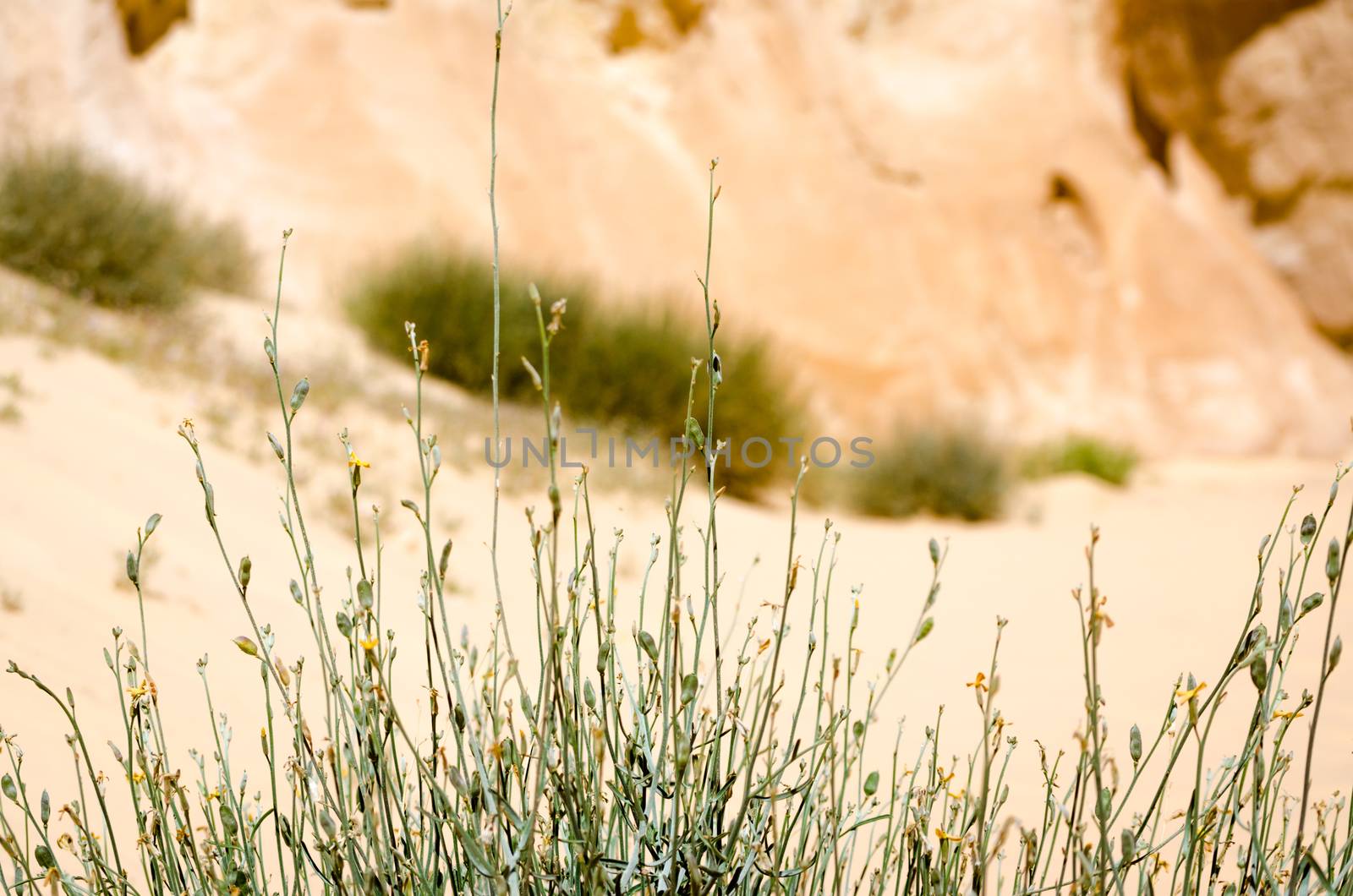 plant with green leaves against a desert canyon