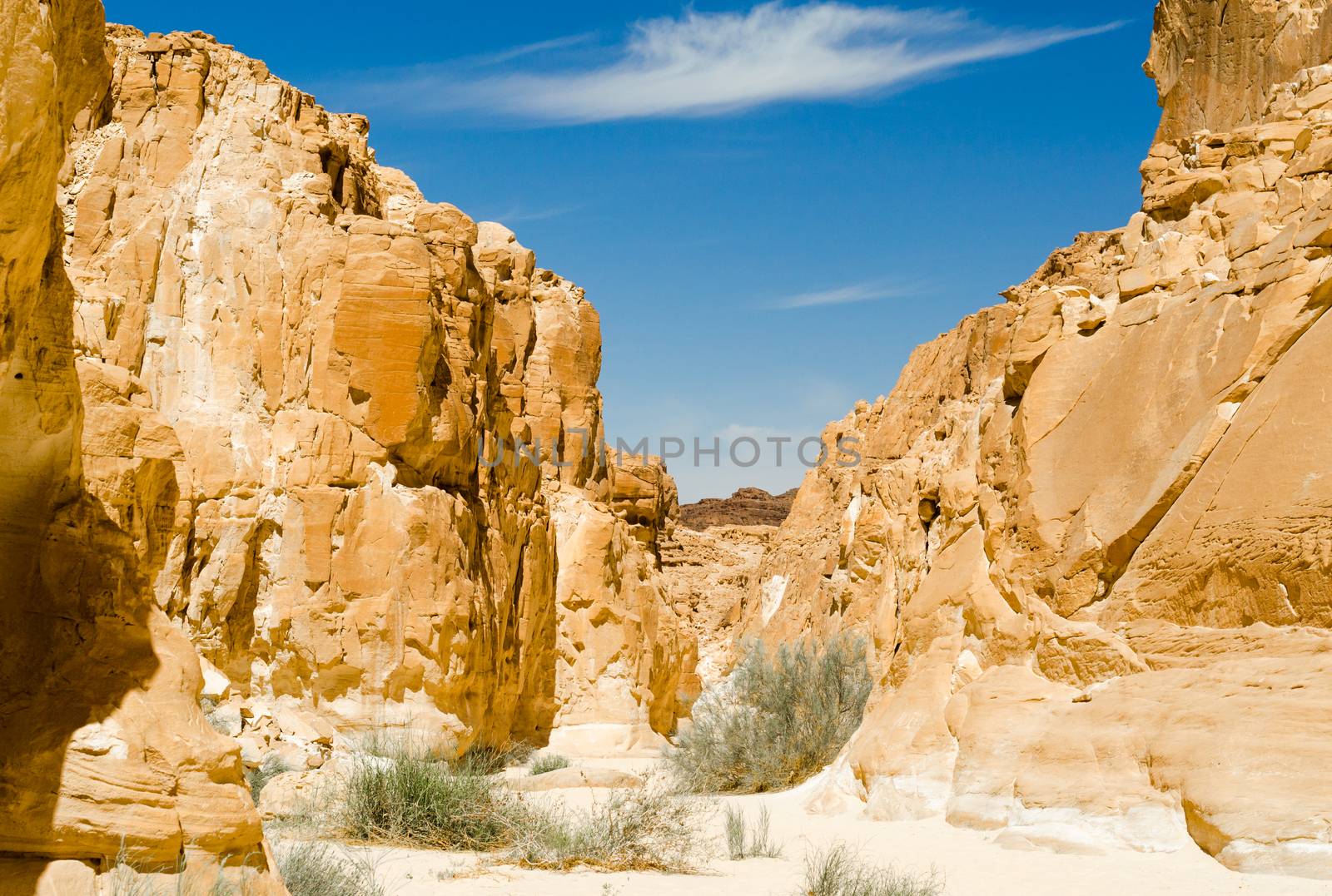 green plants among the rocks in the desert canyon in Egypt Dahab