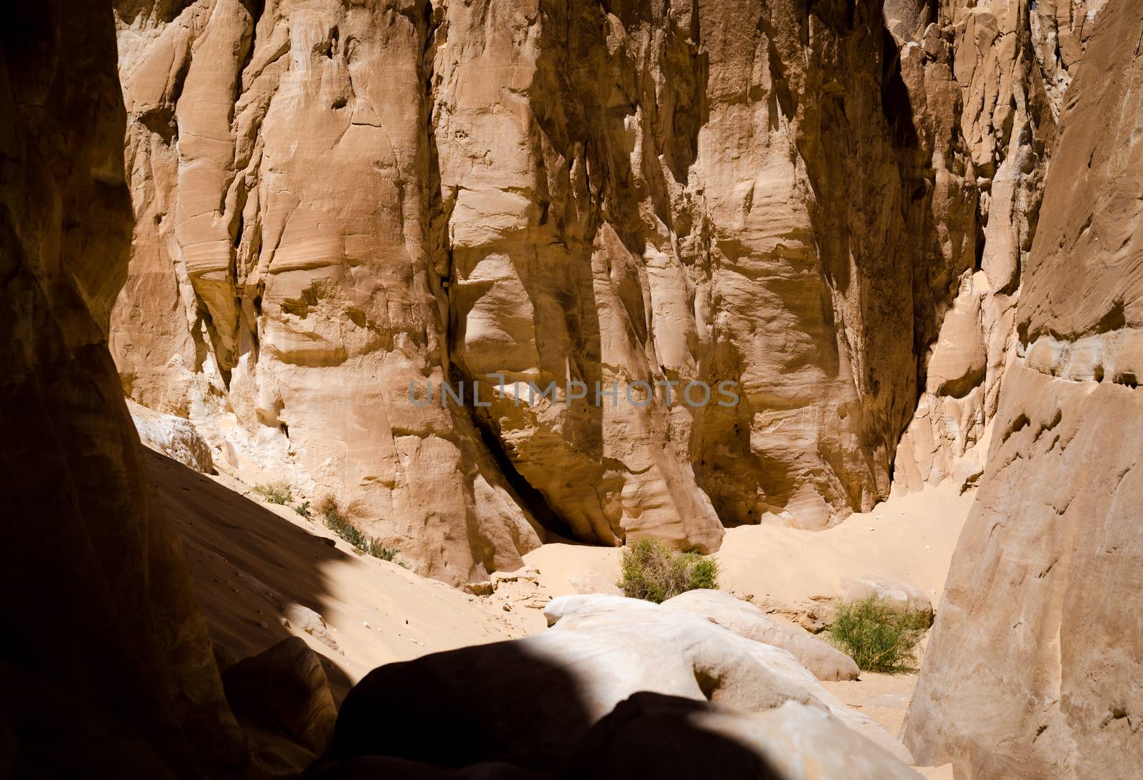 rocky mountains and plants in a canyon in Egypt
