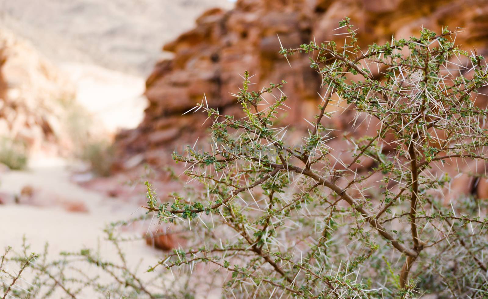 plant with large spikes and green leaves against the background of the cliffs of the colored canyon