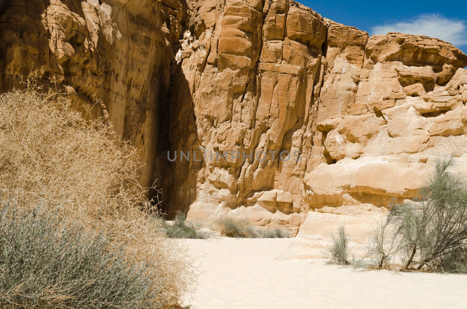 green plants among the rocks in the desert canyon in Egypt Dahab