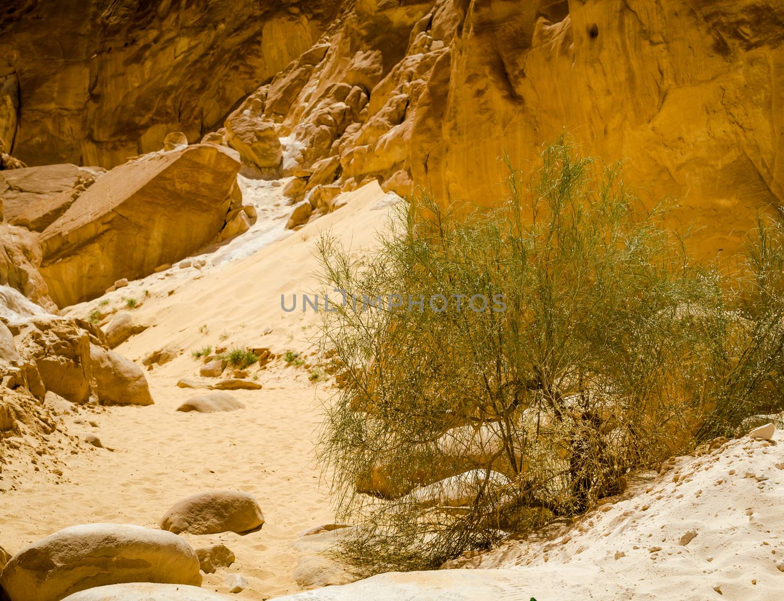 green bush in the sand in a canyon in Egypt Dahab