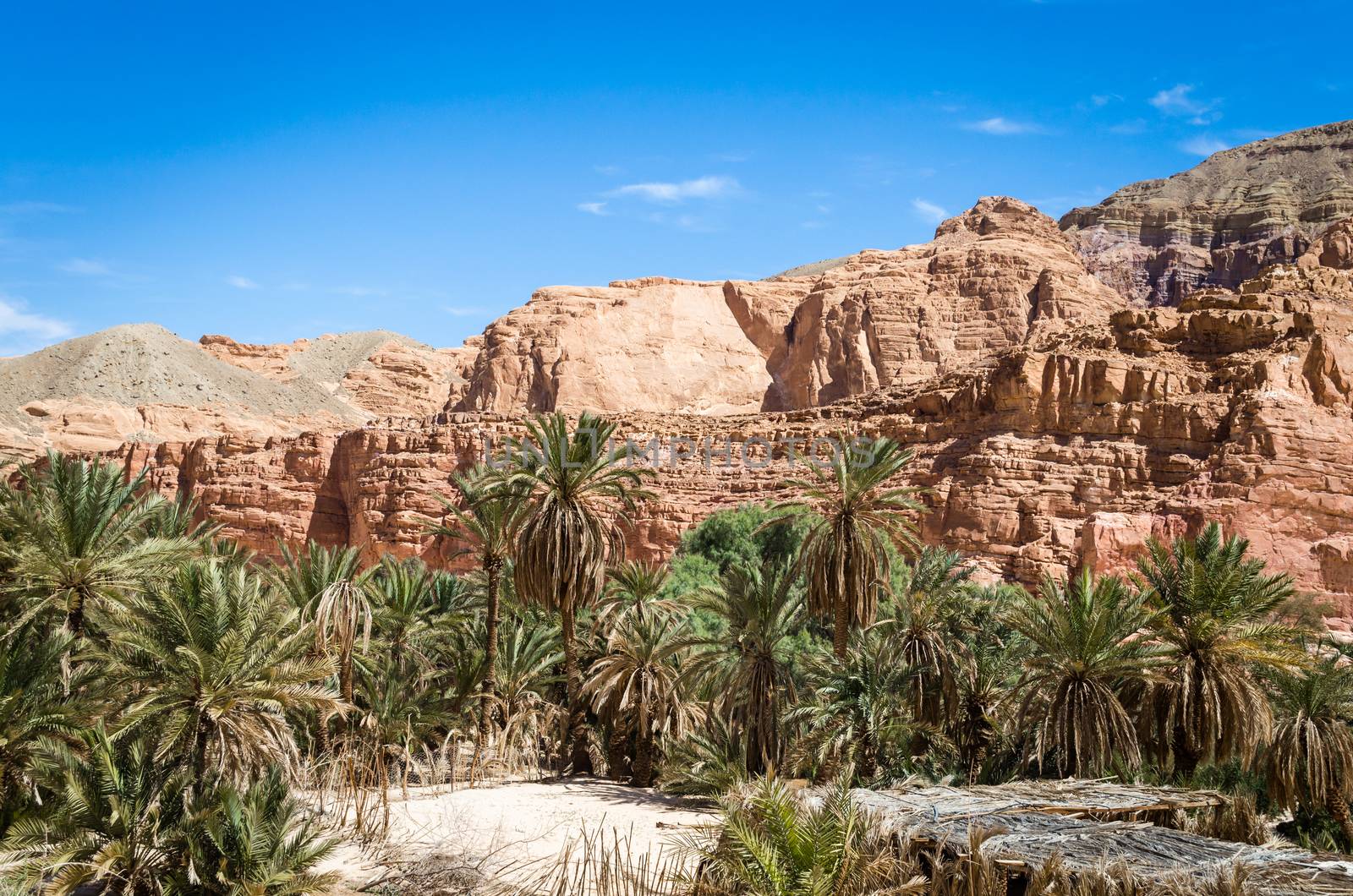 oasis with palm trees in the desert among the high rocky mountains in Egypt Dahab