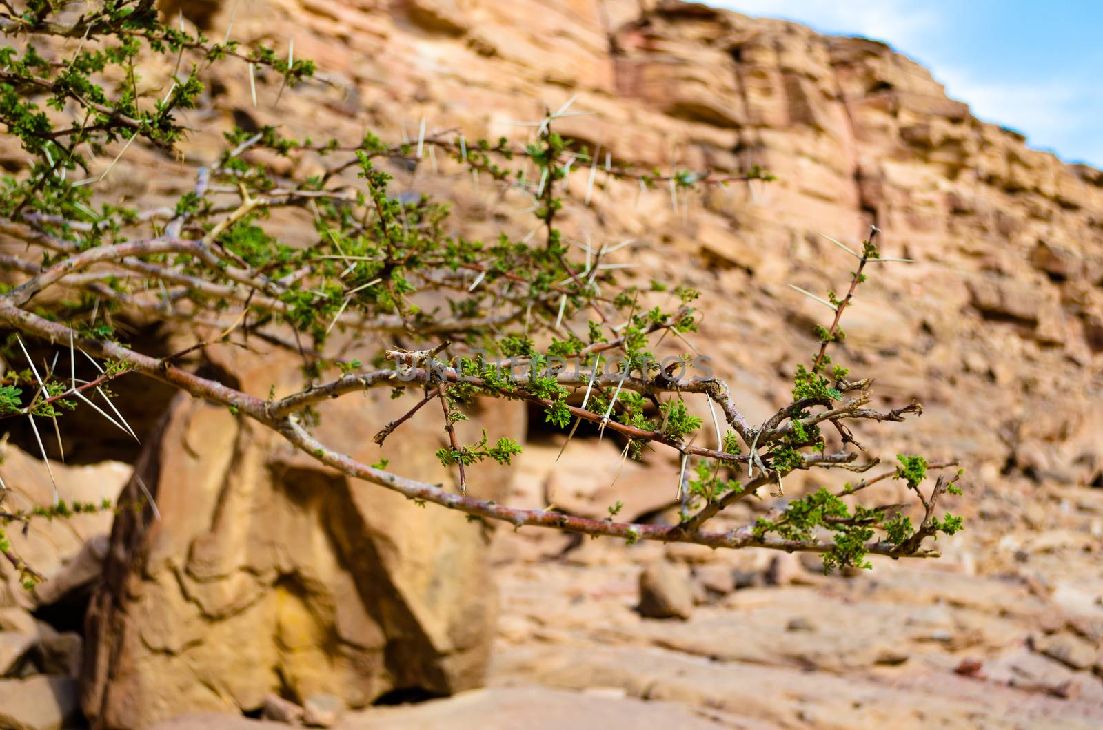 plant with large spikes and green leaves against the background of the cliffs of the colored canyon