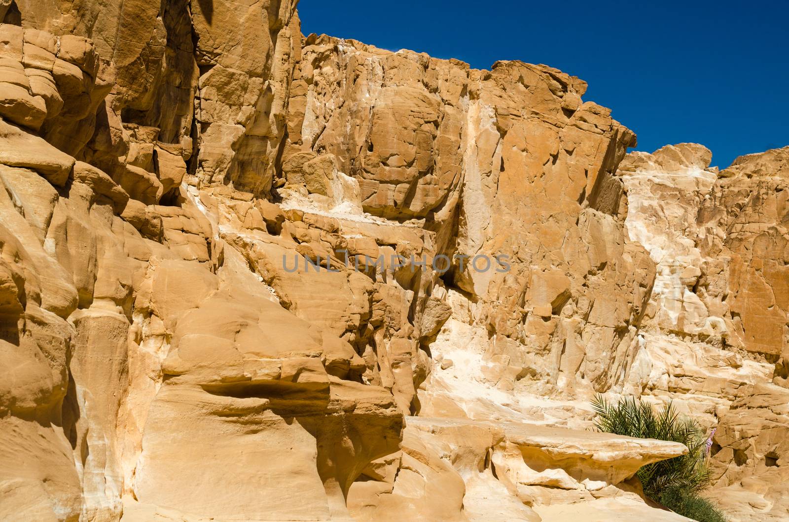 green plants among the rocks in the desert canyon in Egypt Dahab