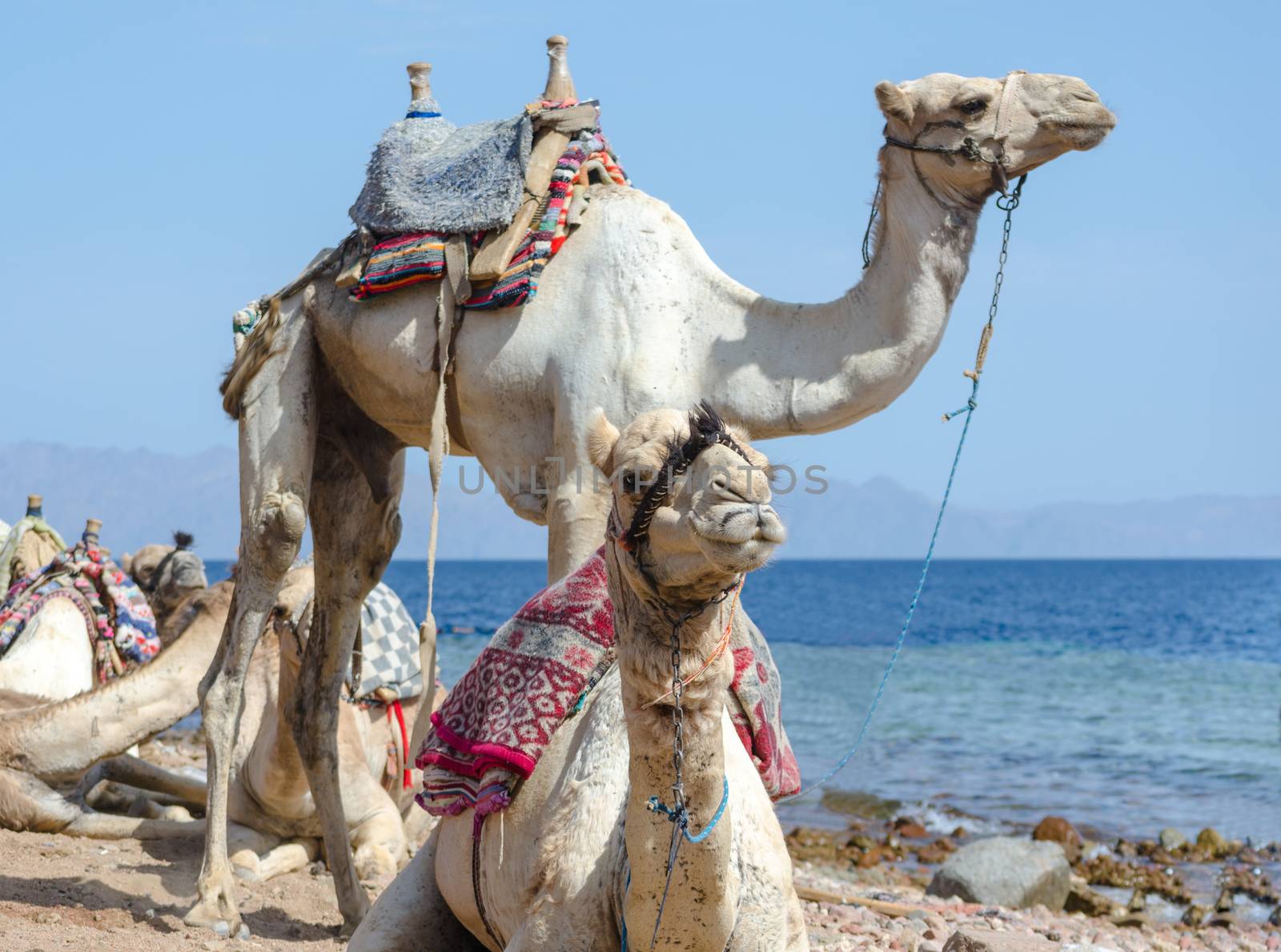 portrait of two camels close up  on coast of sea in Egypt Dahab South Sinai