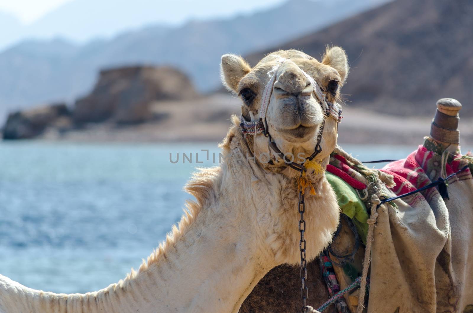 portrait of camel close up  on coast of sea in Egypt Dahab South Sinai