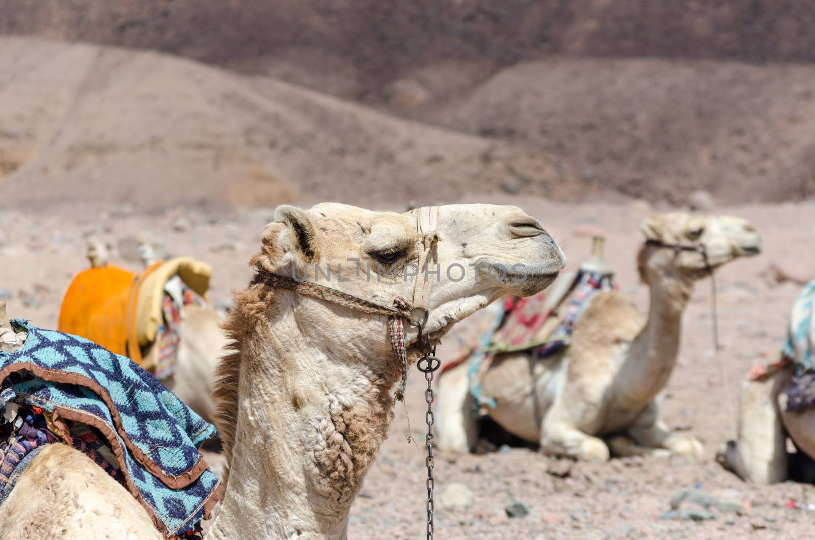 caravan of camels in rocky desert of Egypt Dahab South Sinai